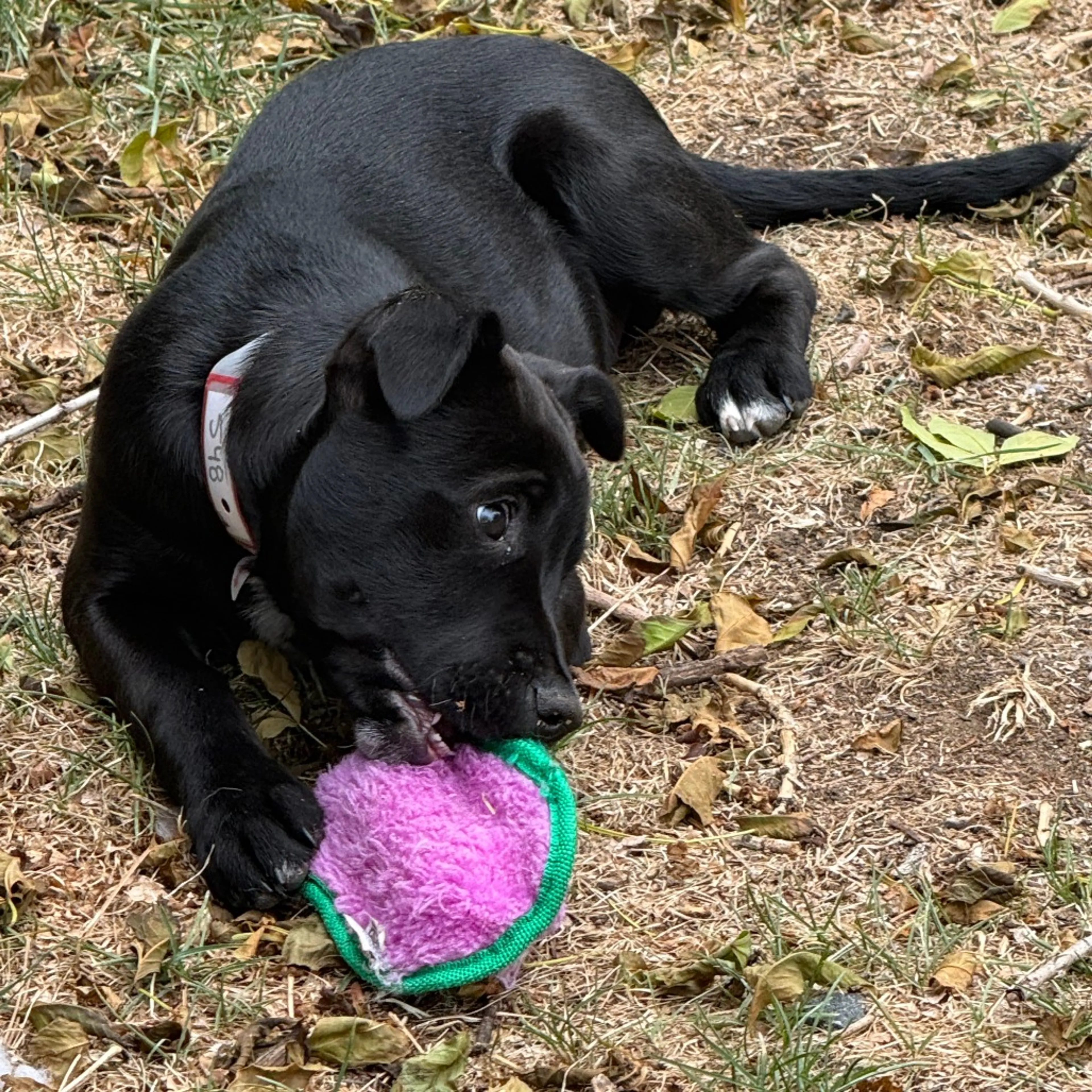 Found pet-5