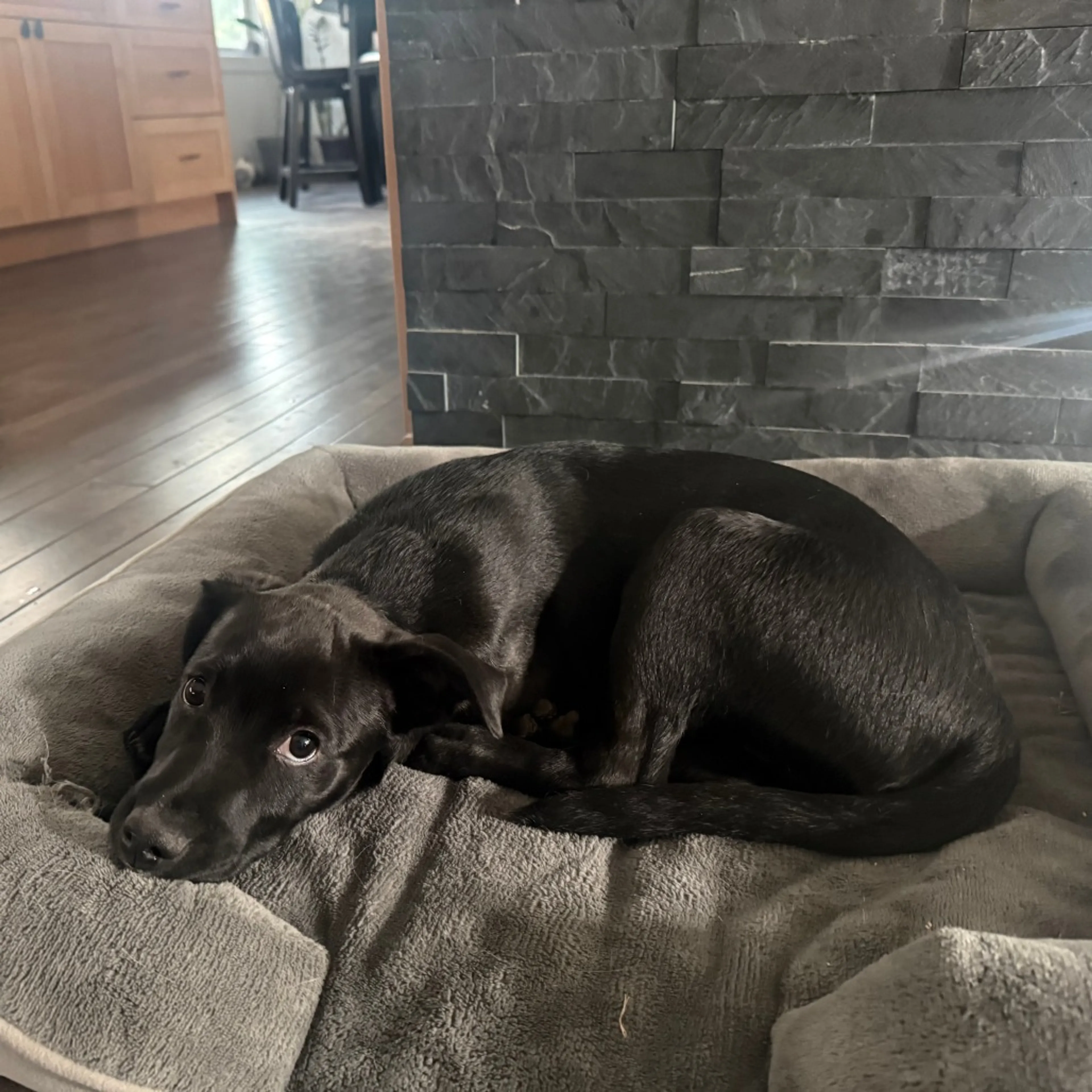 Found pet-8