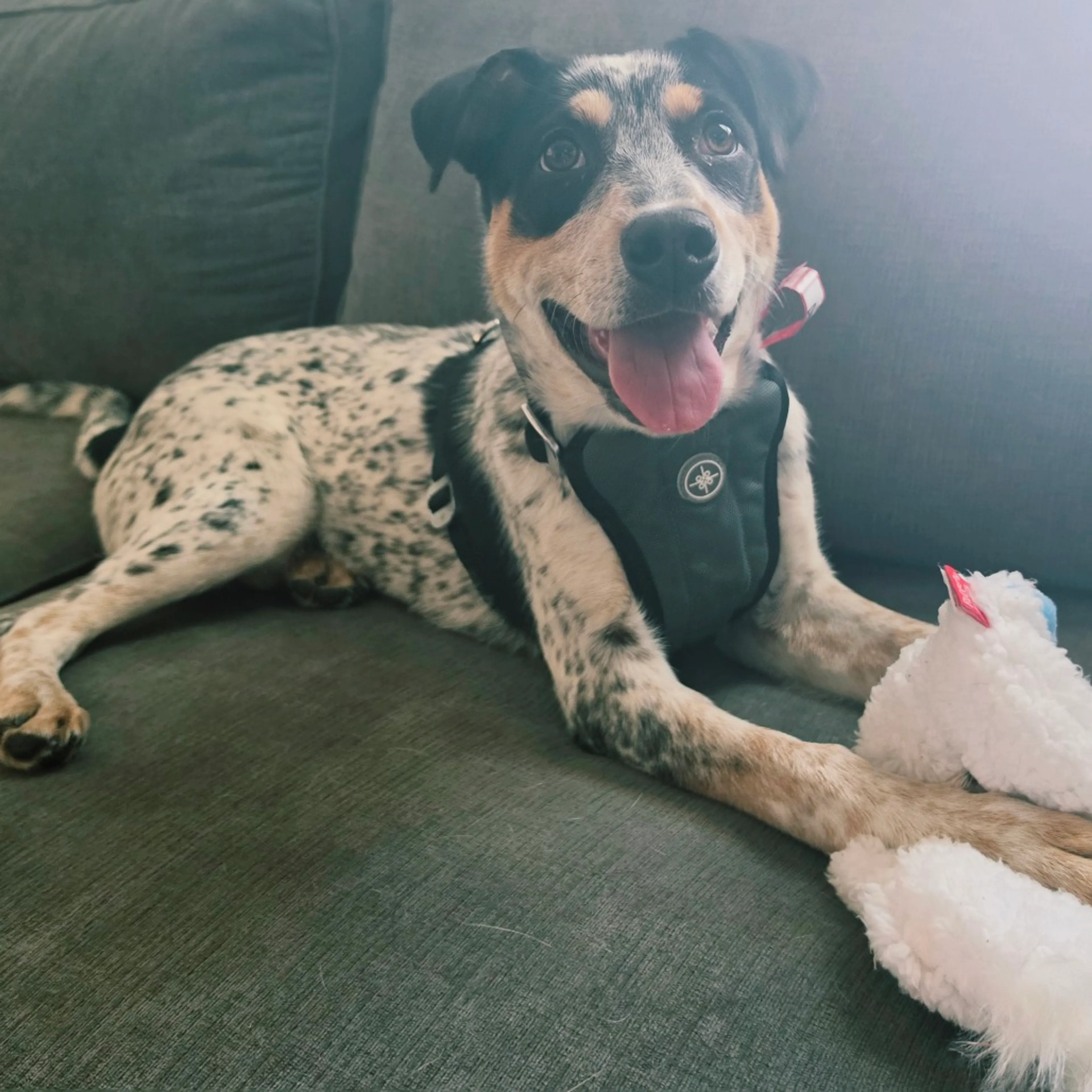 Found pet-4