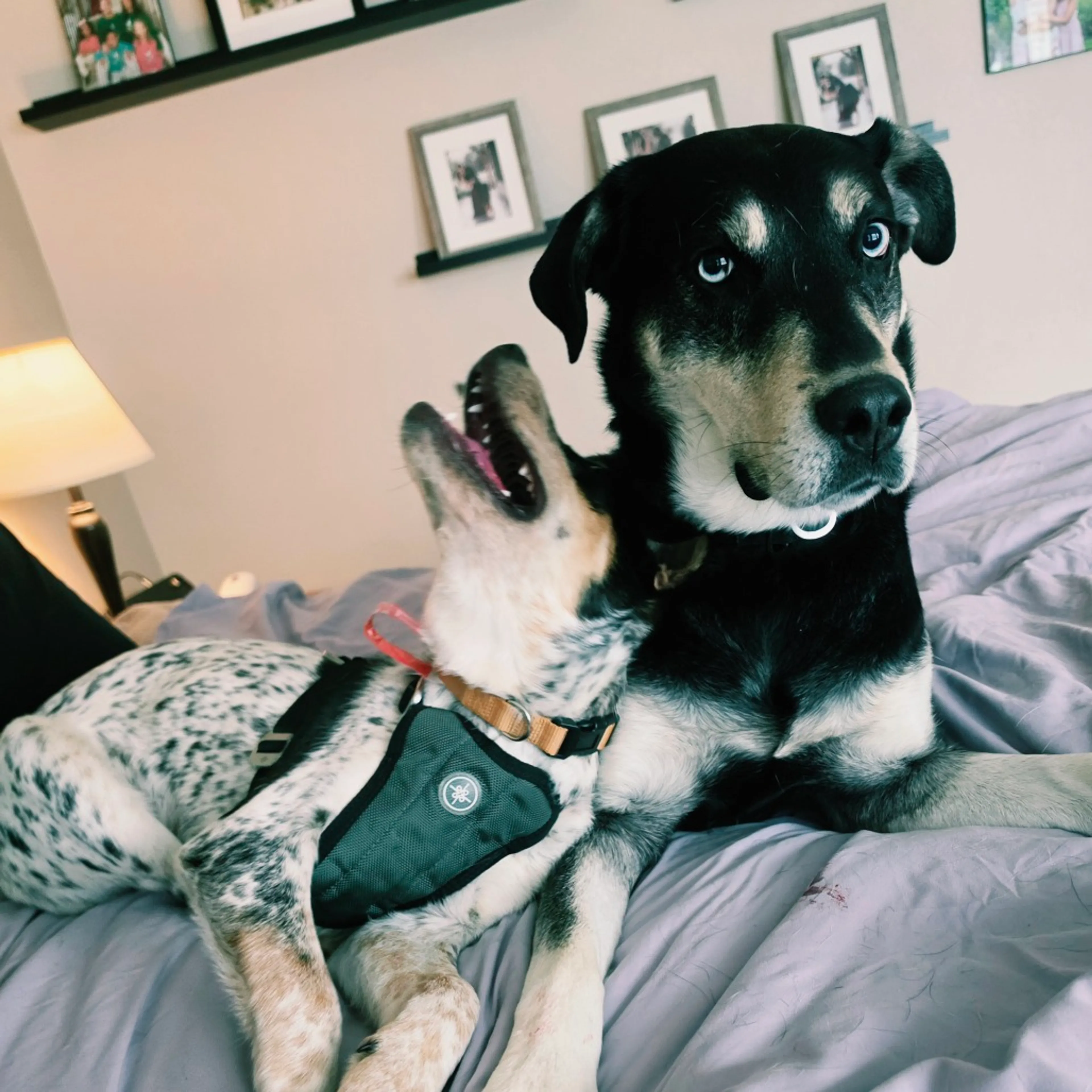 Found pet-5