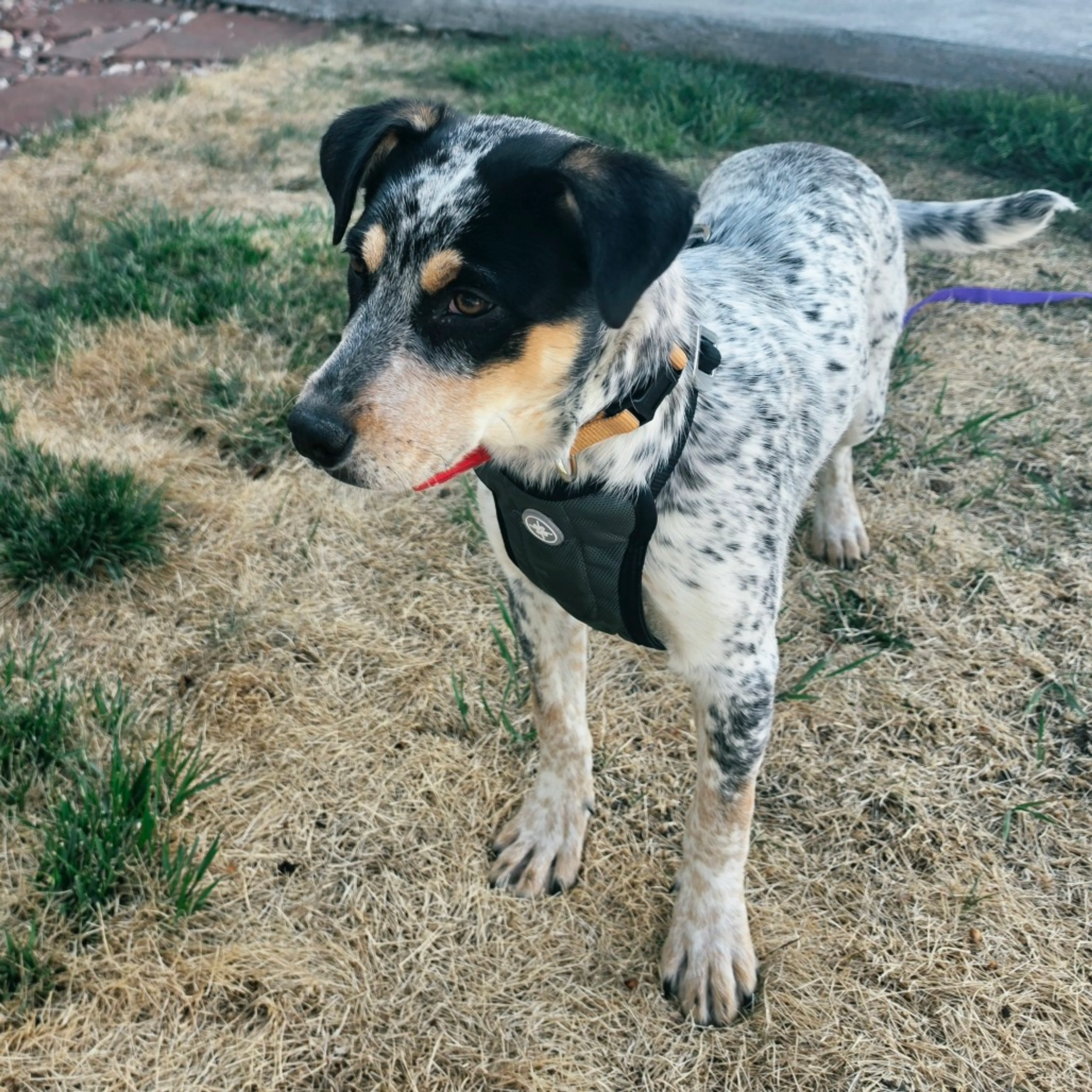 Found pet-3