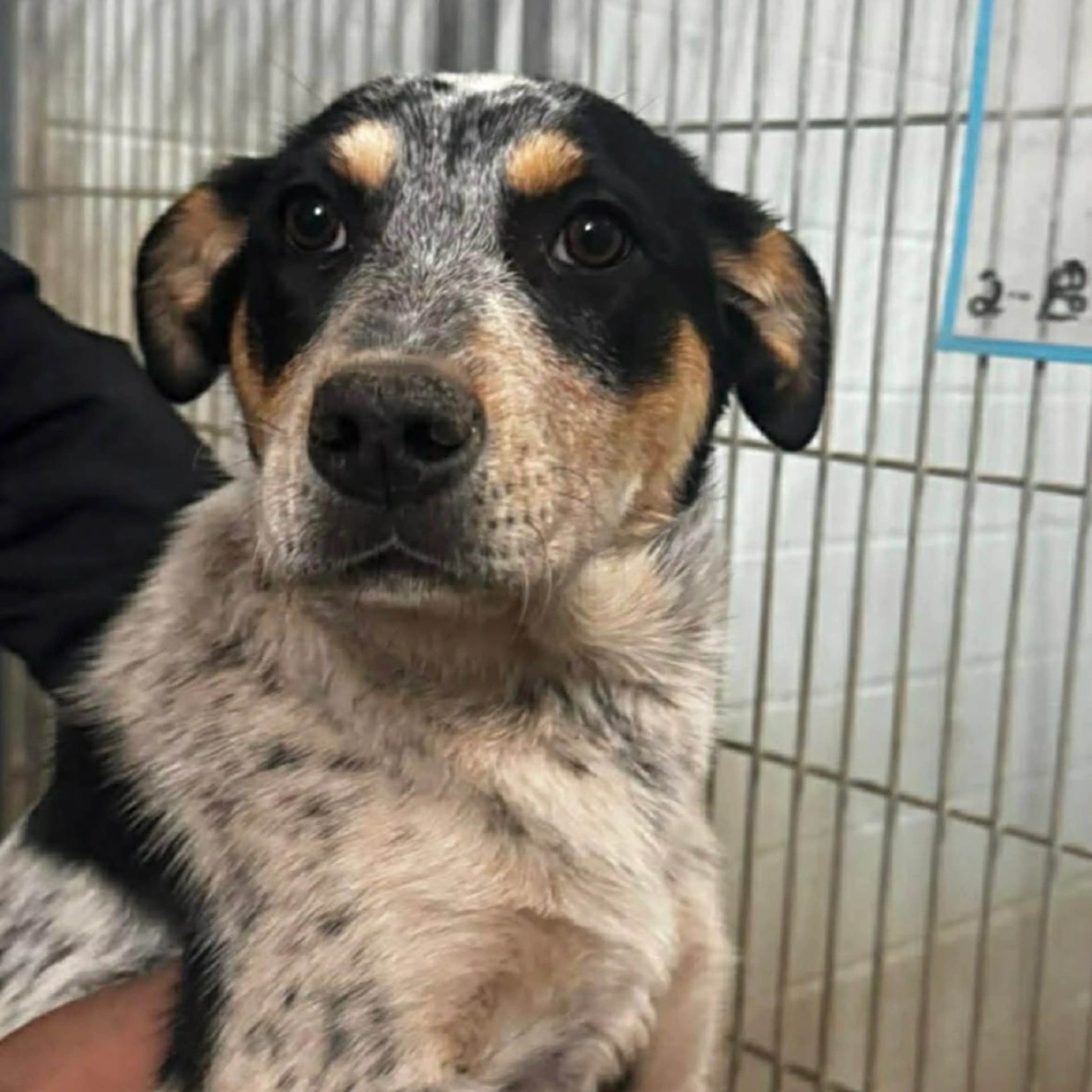 Found pet-1