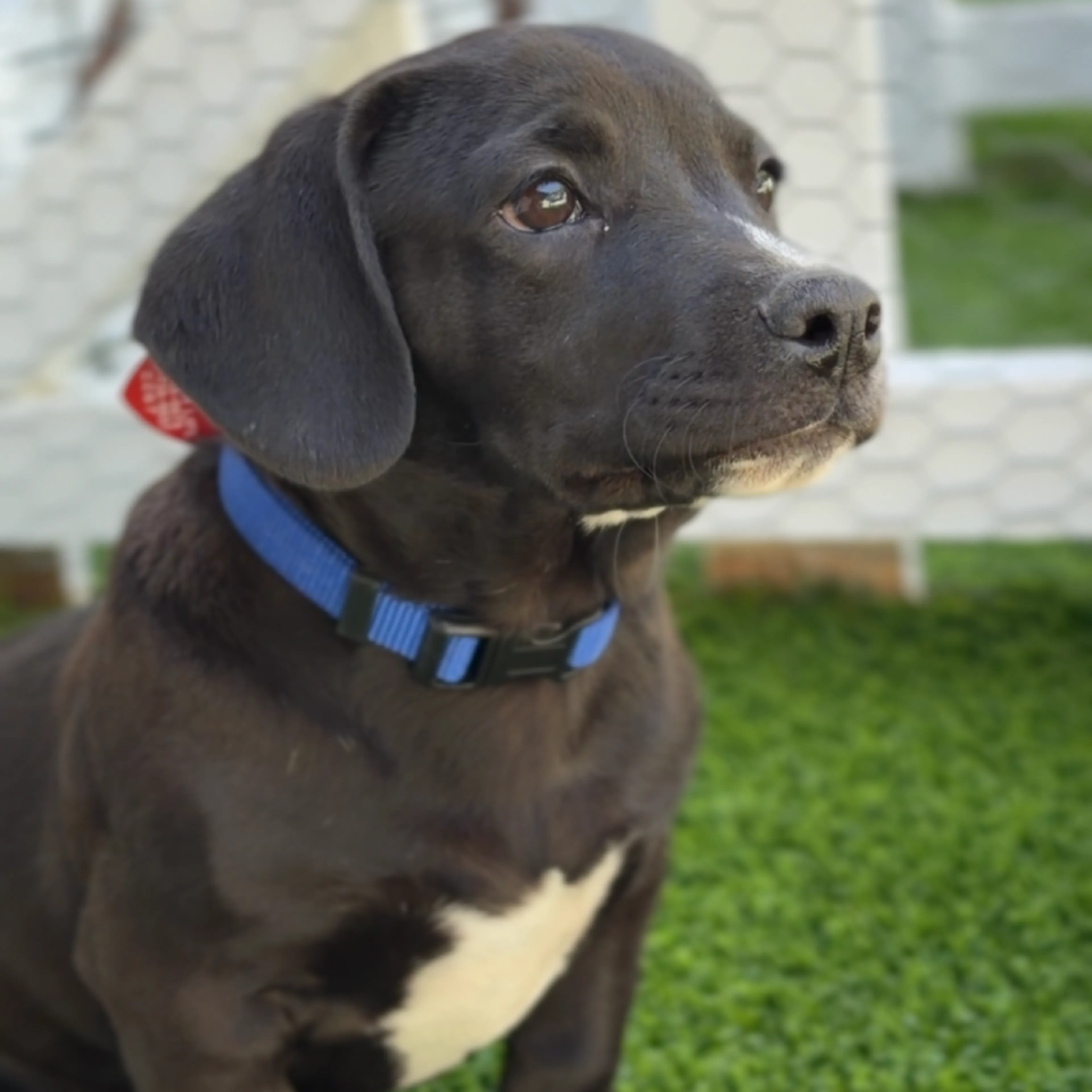 Found pet-2