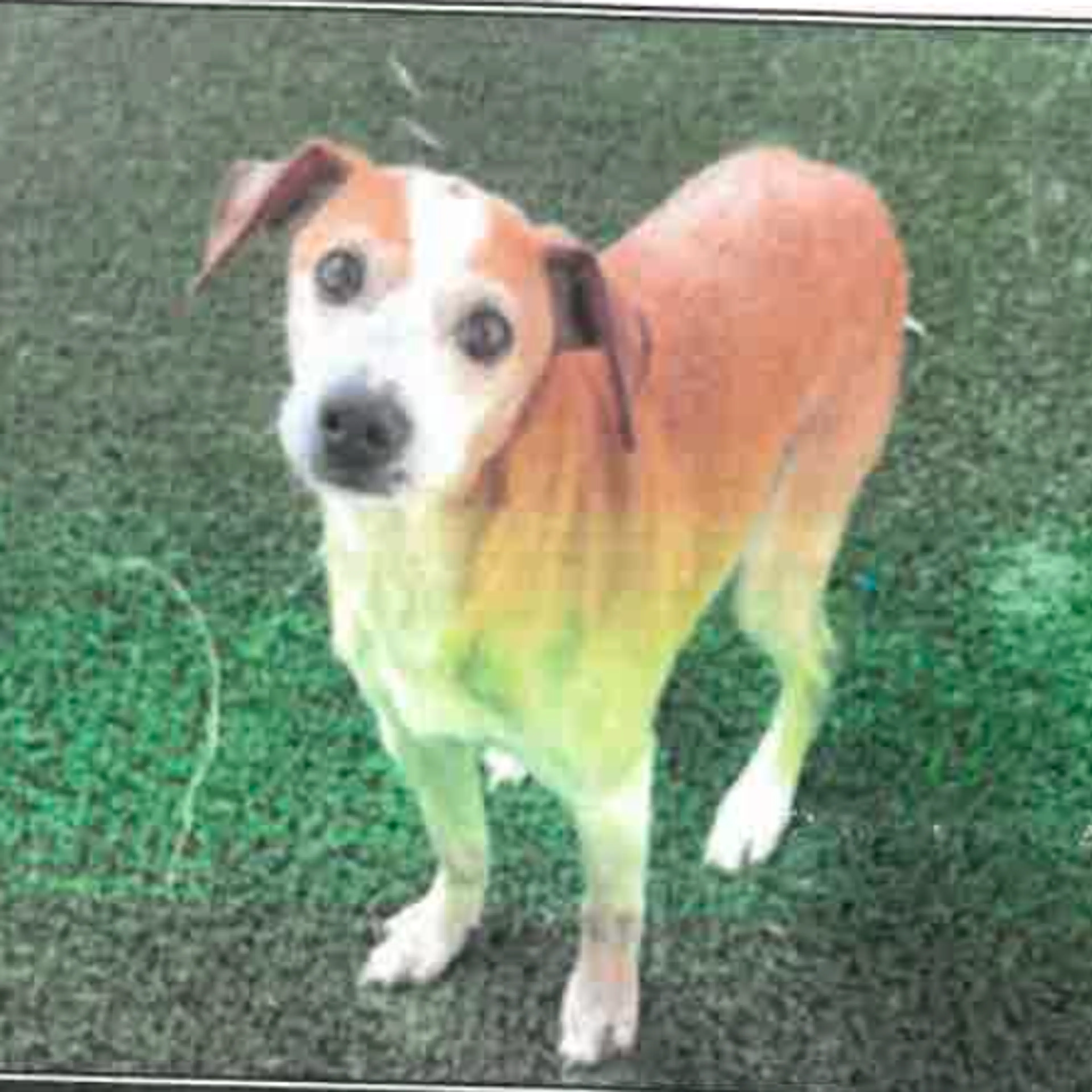 Found pet-1