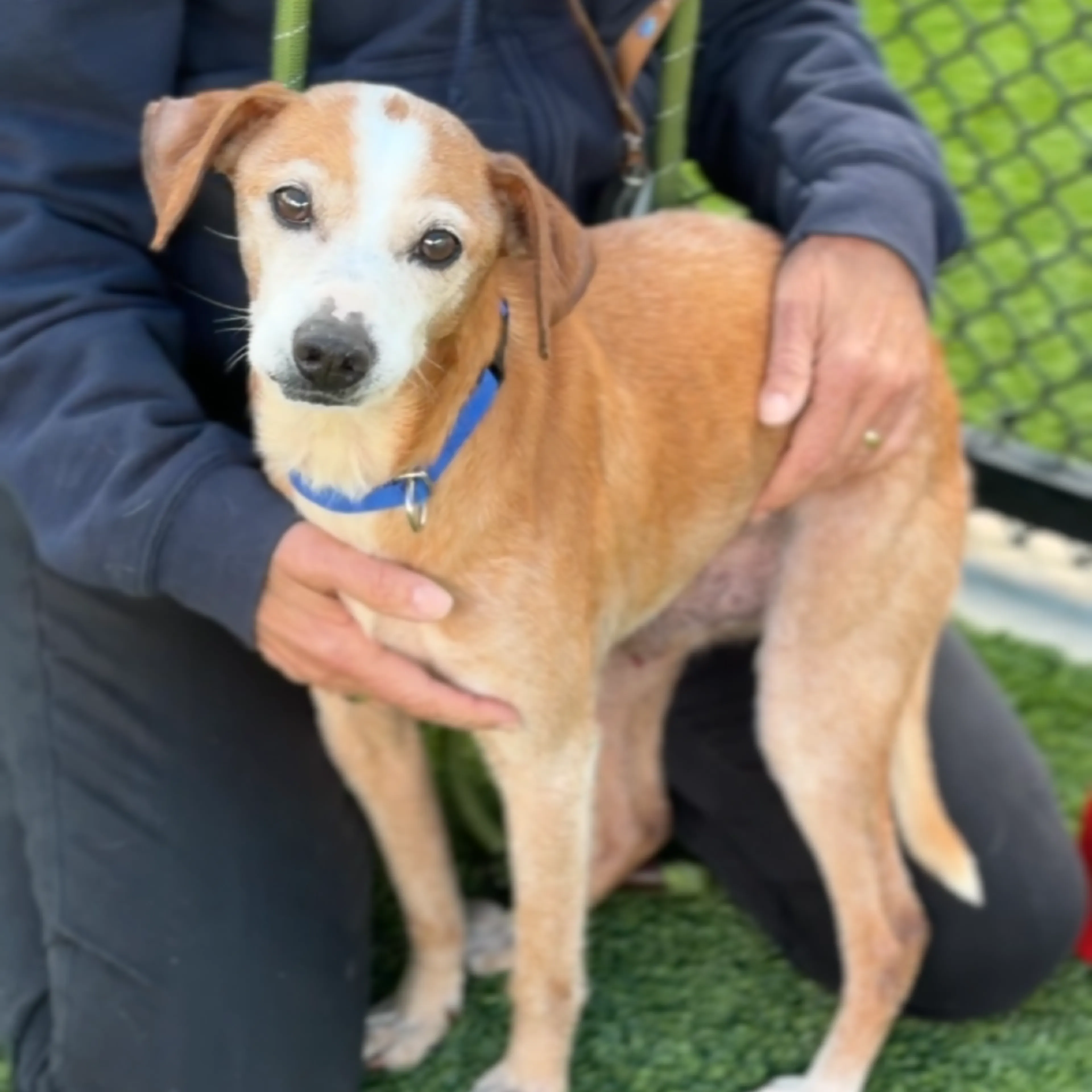 Found pet-5