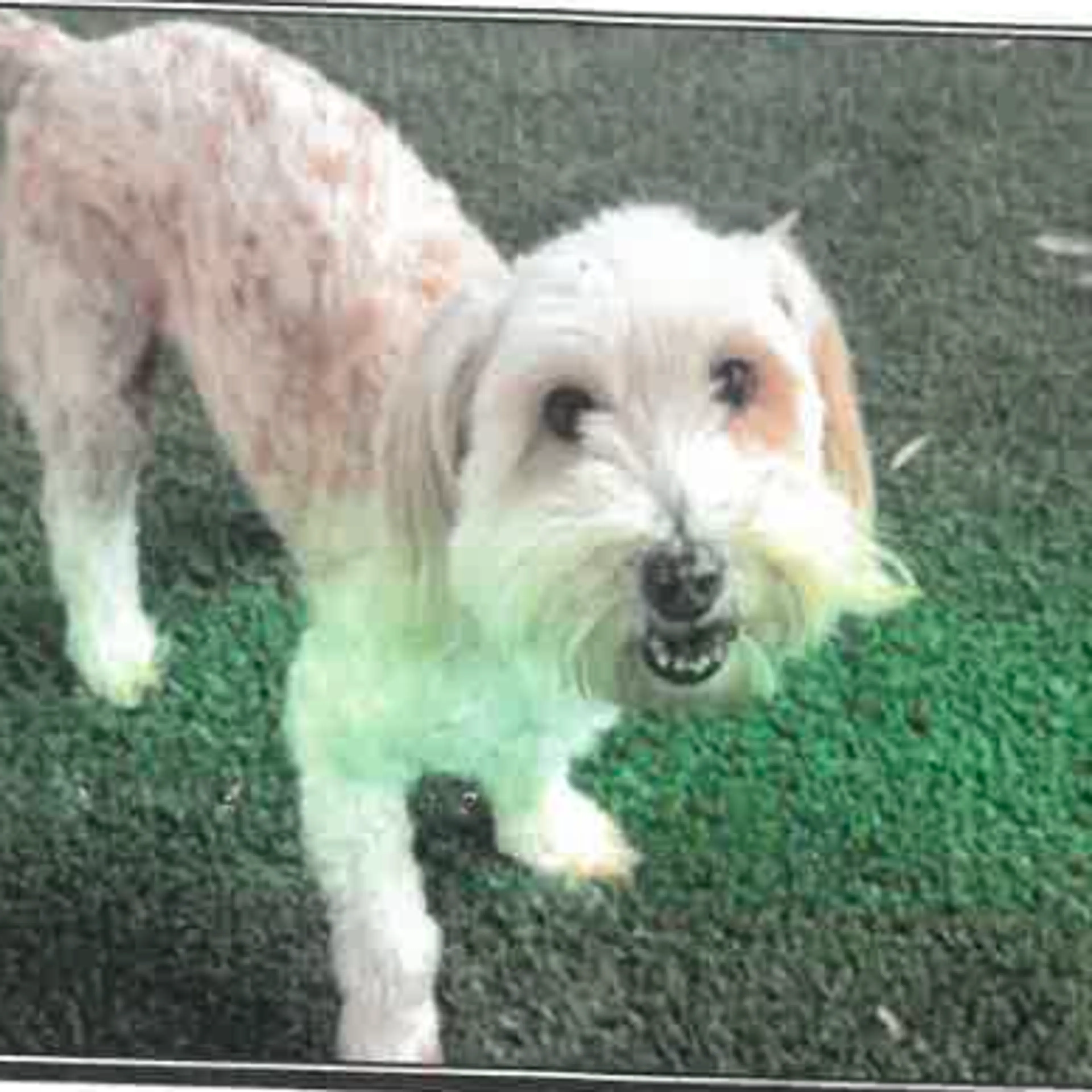 Found pet
