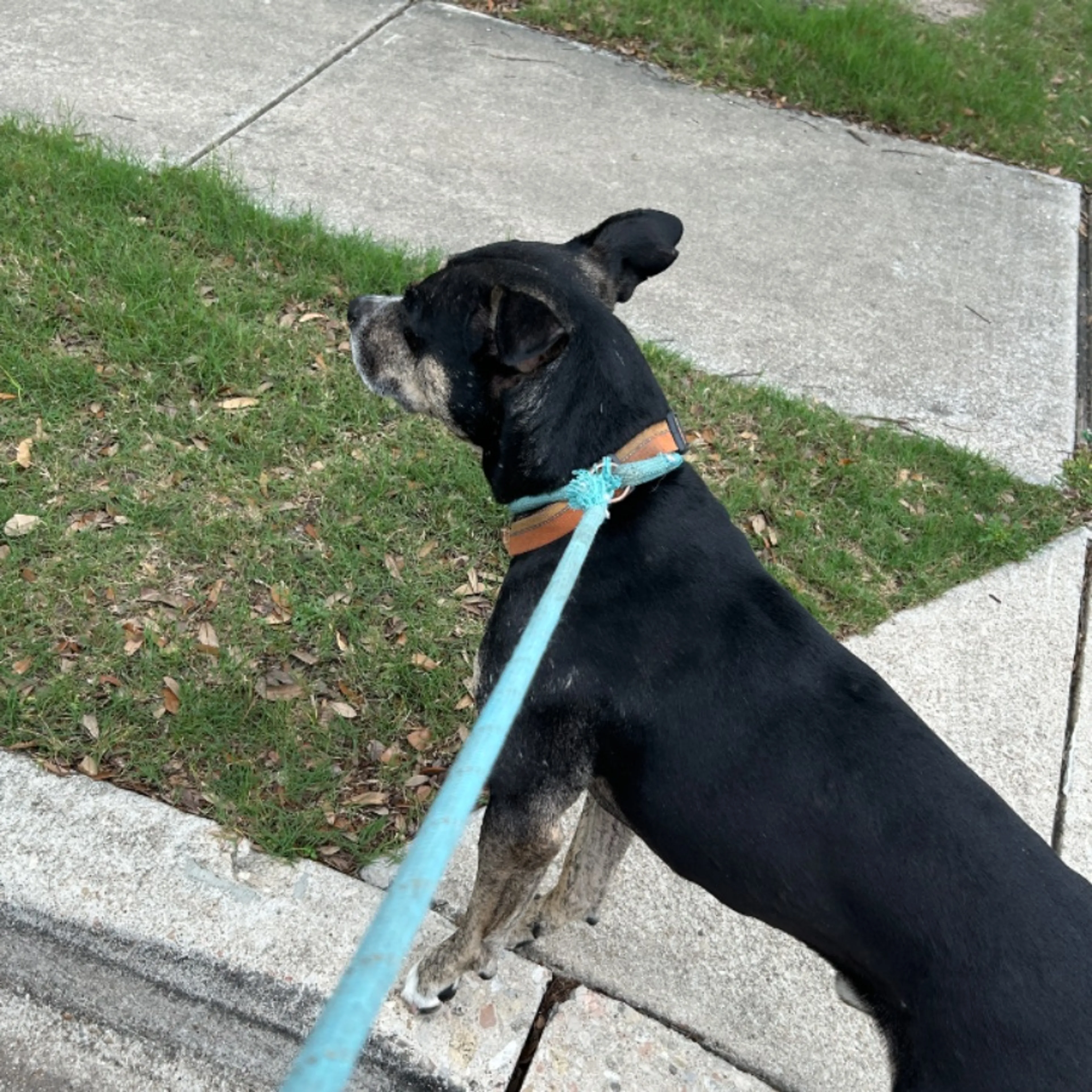 Found pet