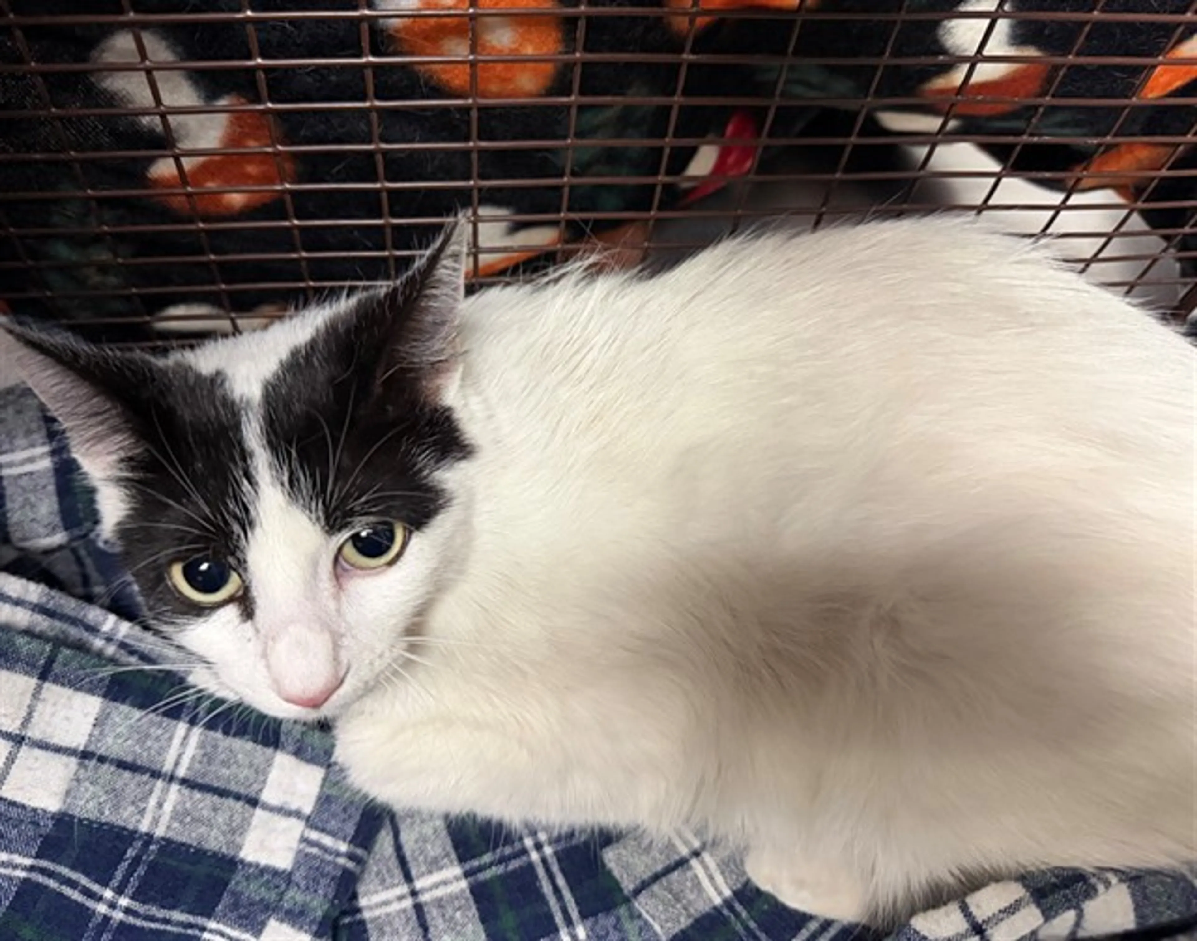 Found pet