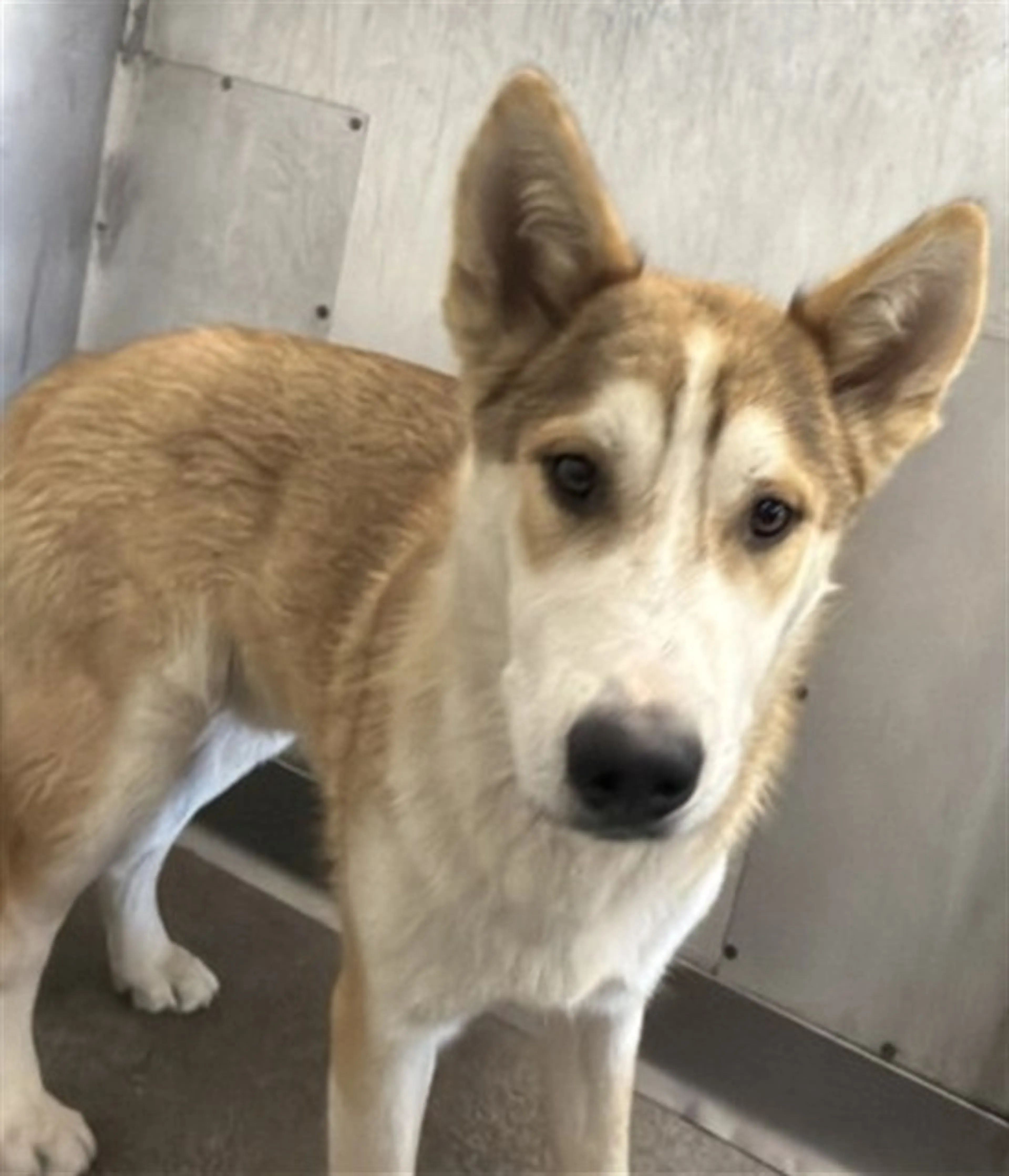 Found pet