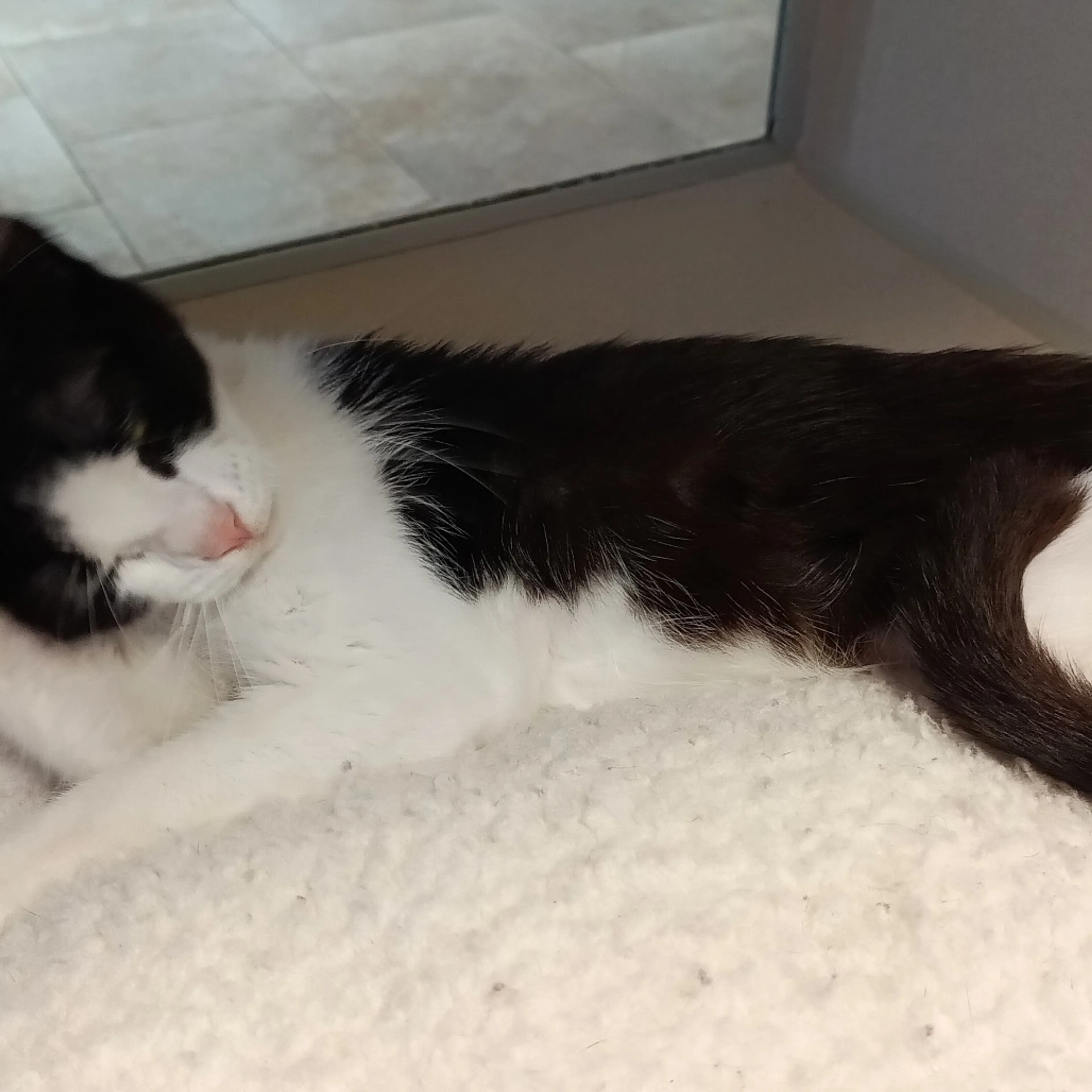Found pet-4