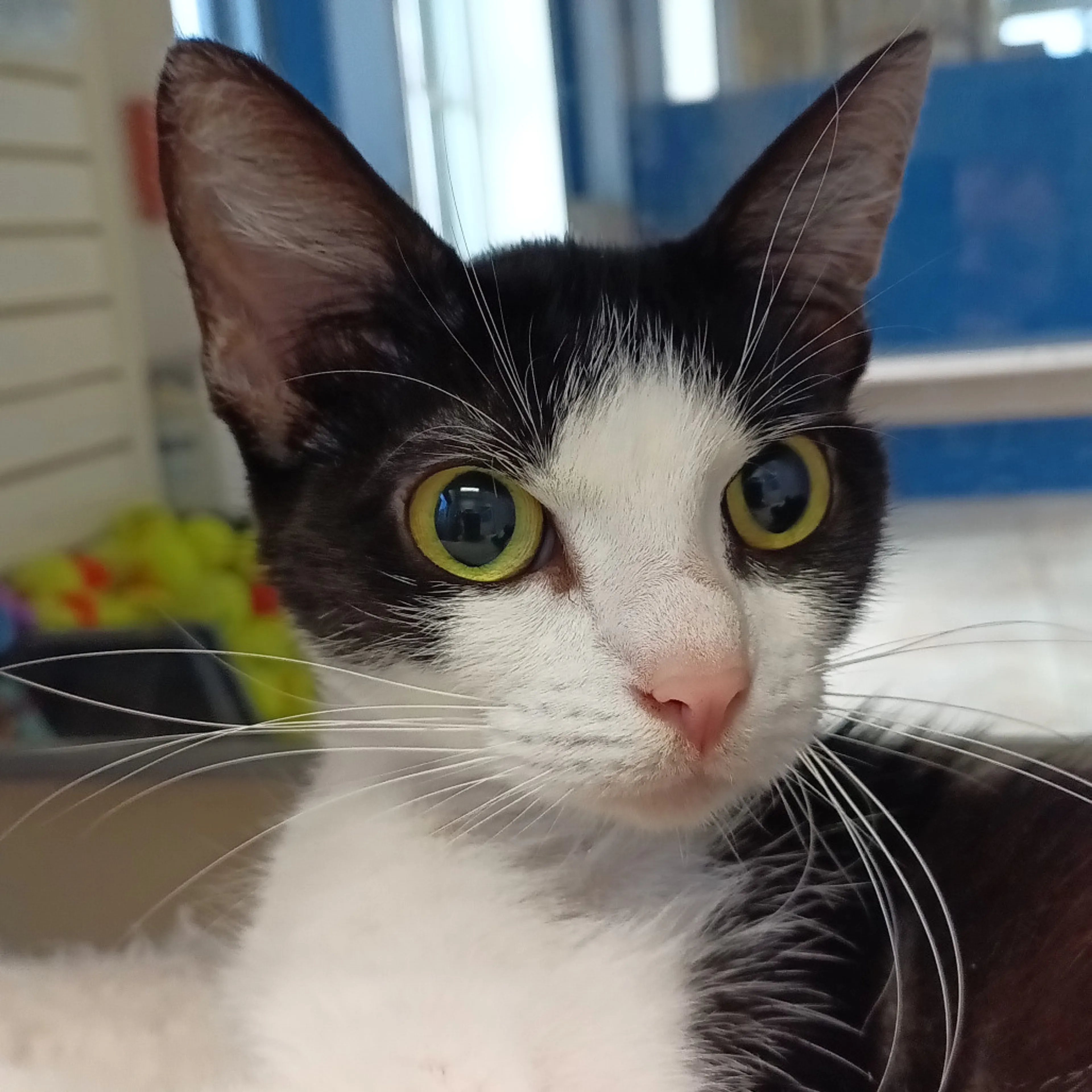 Found pet-0