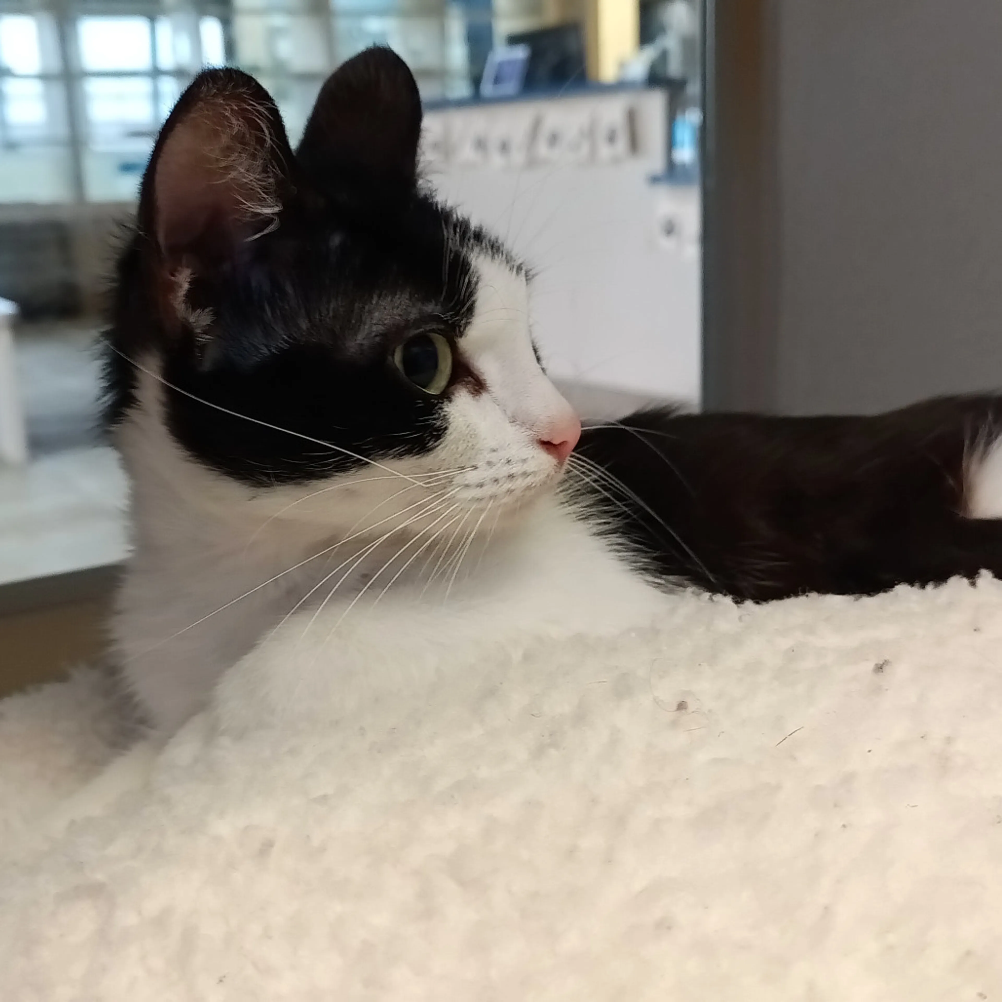 Found pet-3