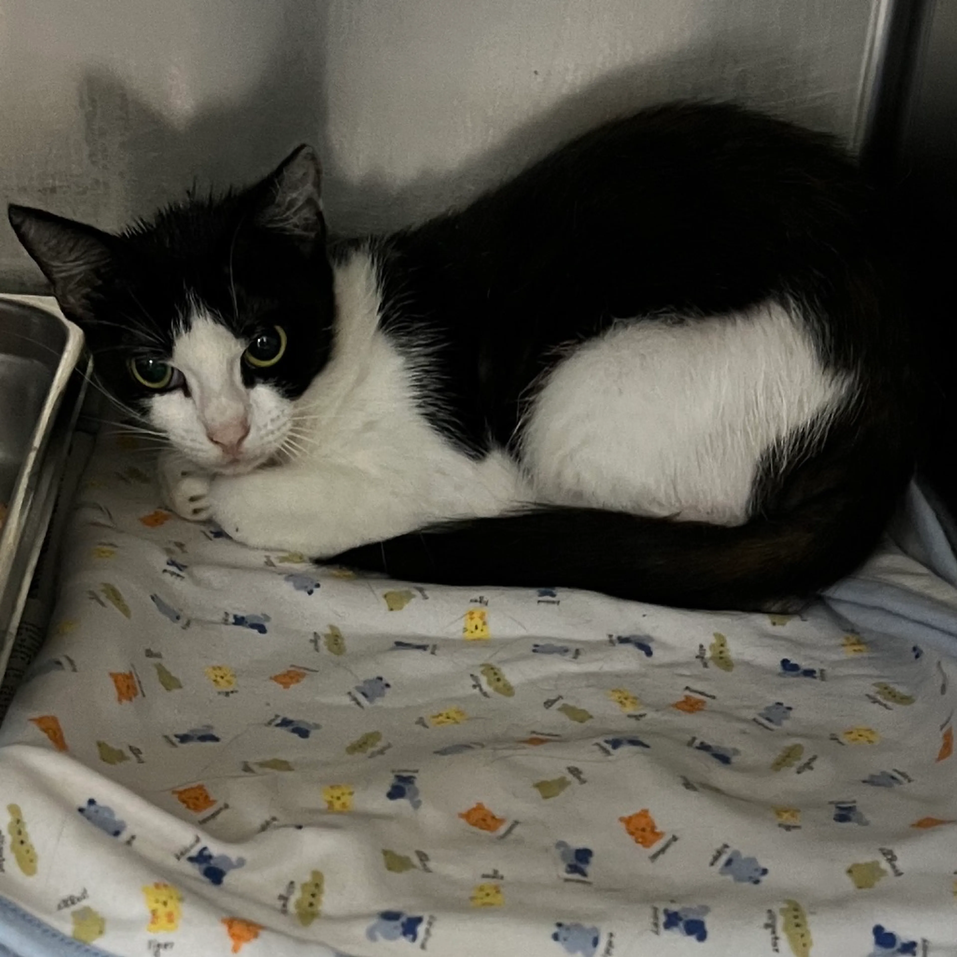 Found pet-1