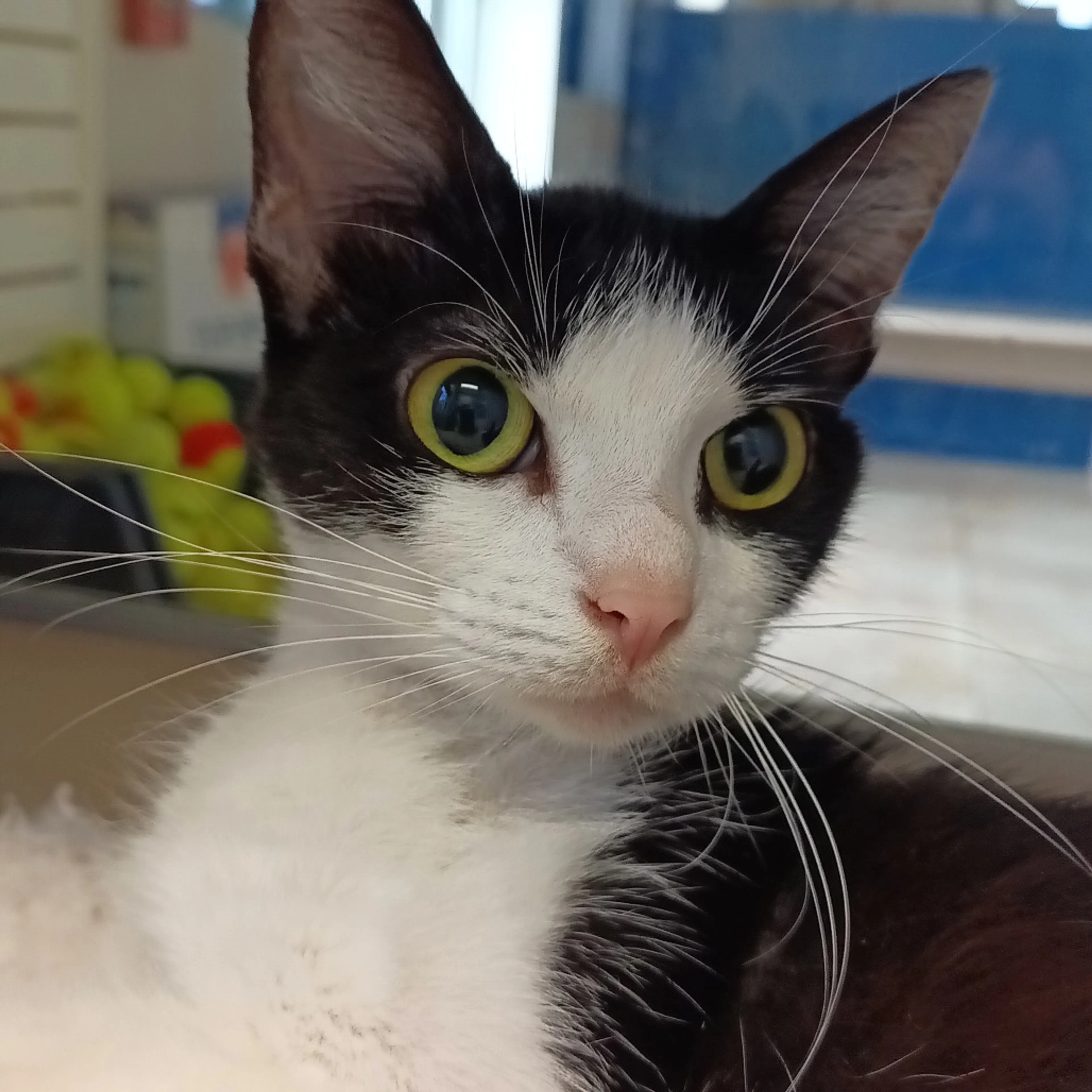Found pet-2