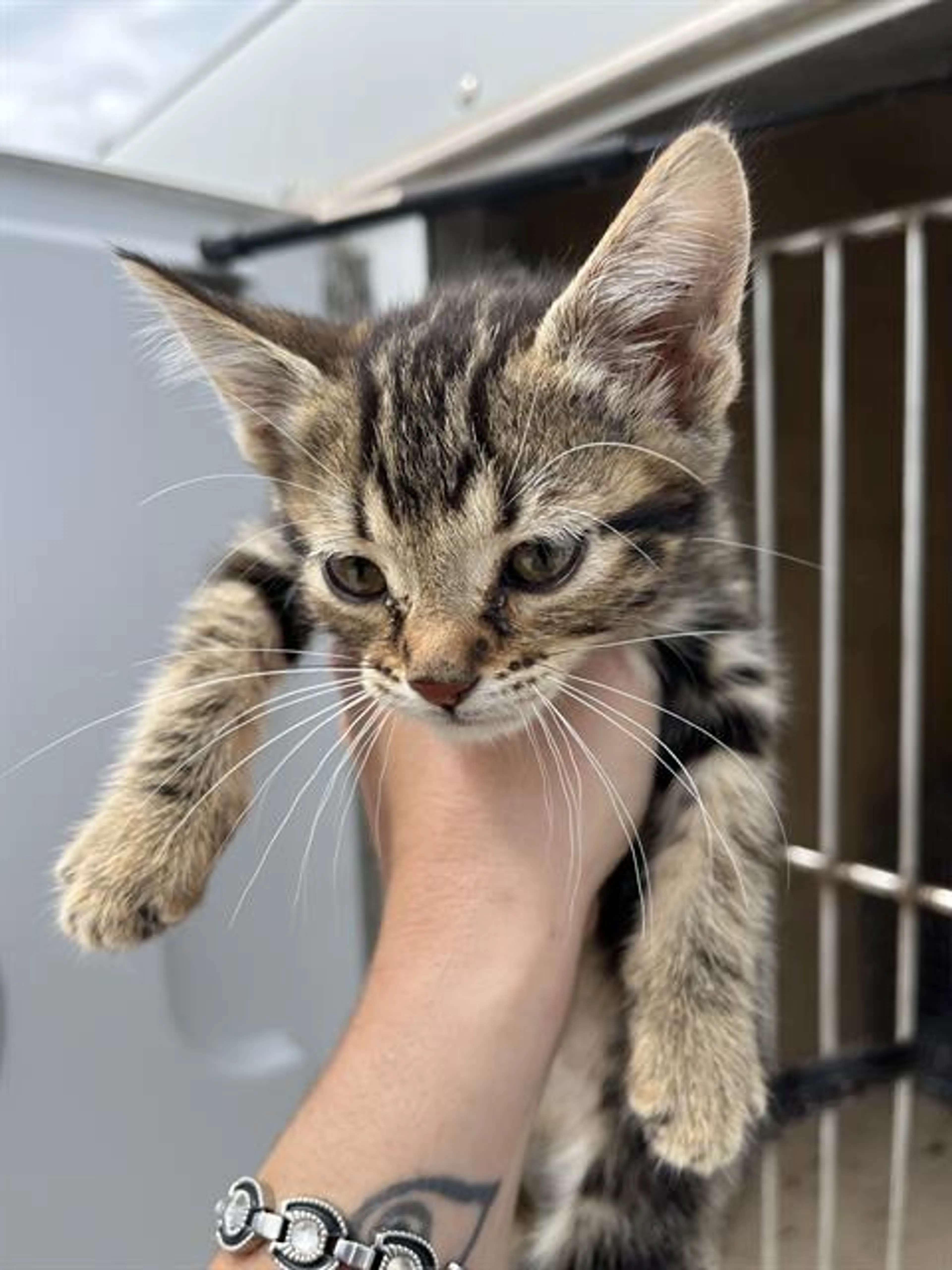 Found pet
