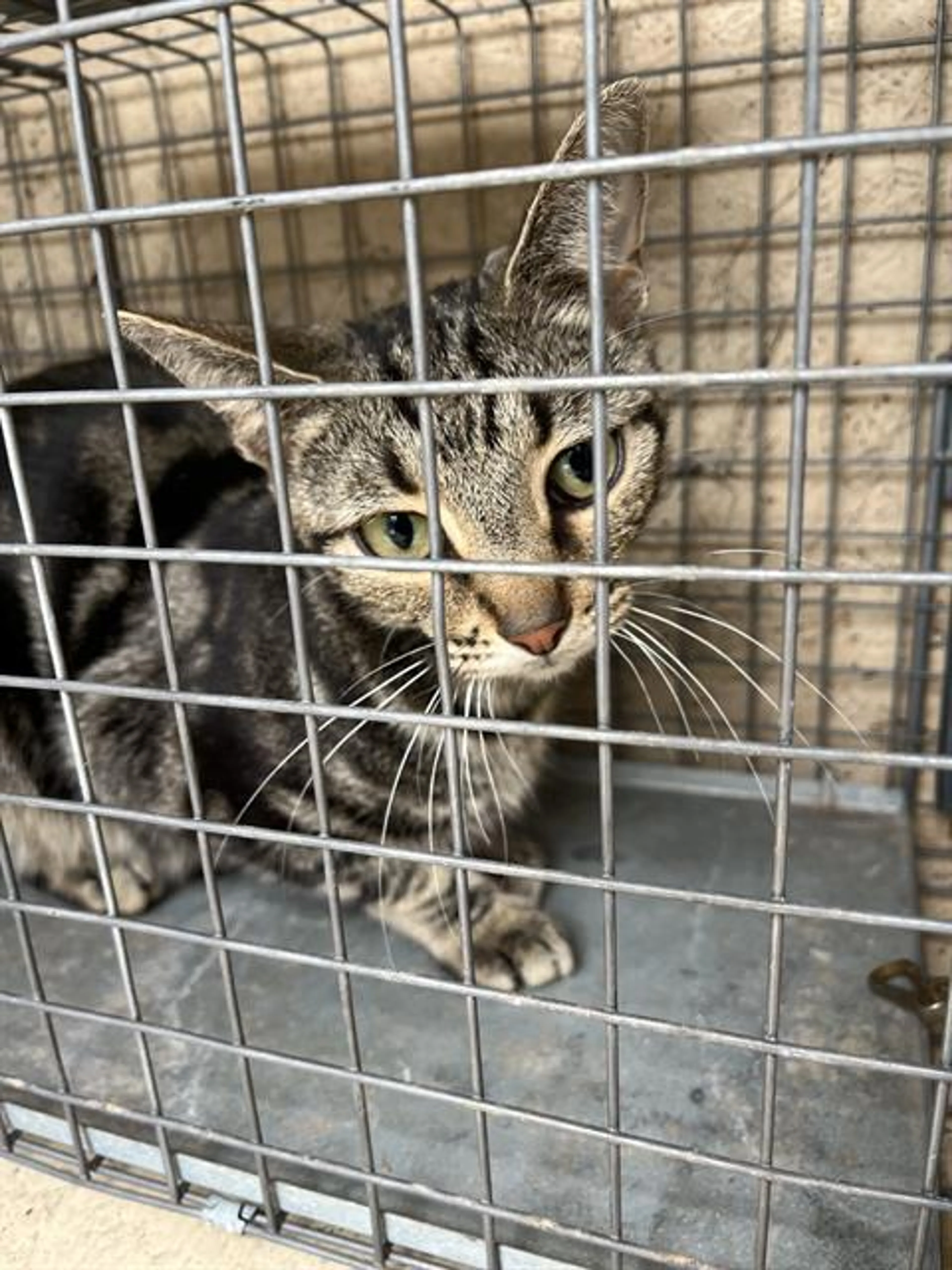 Found pet