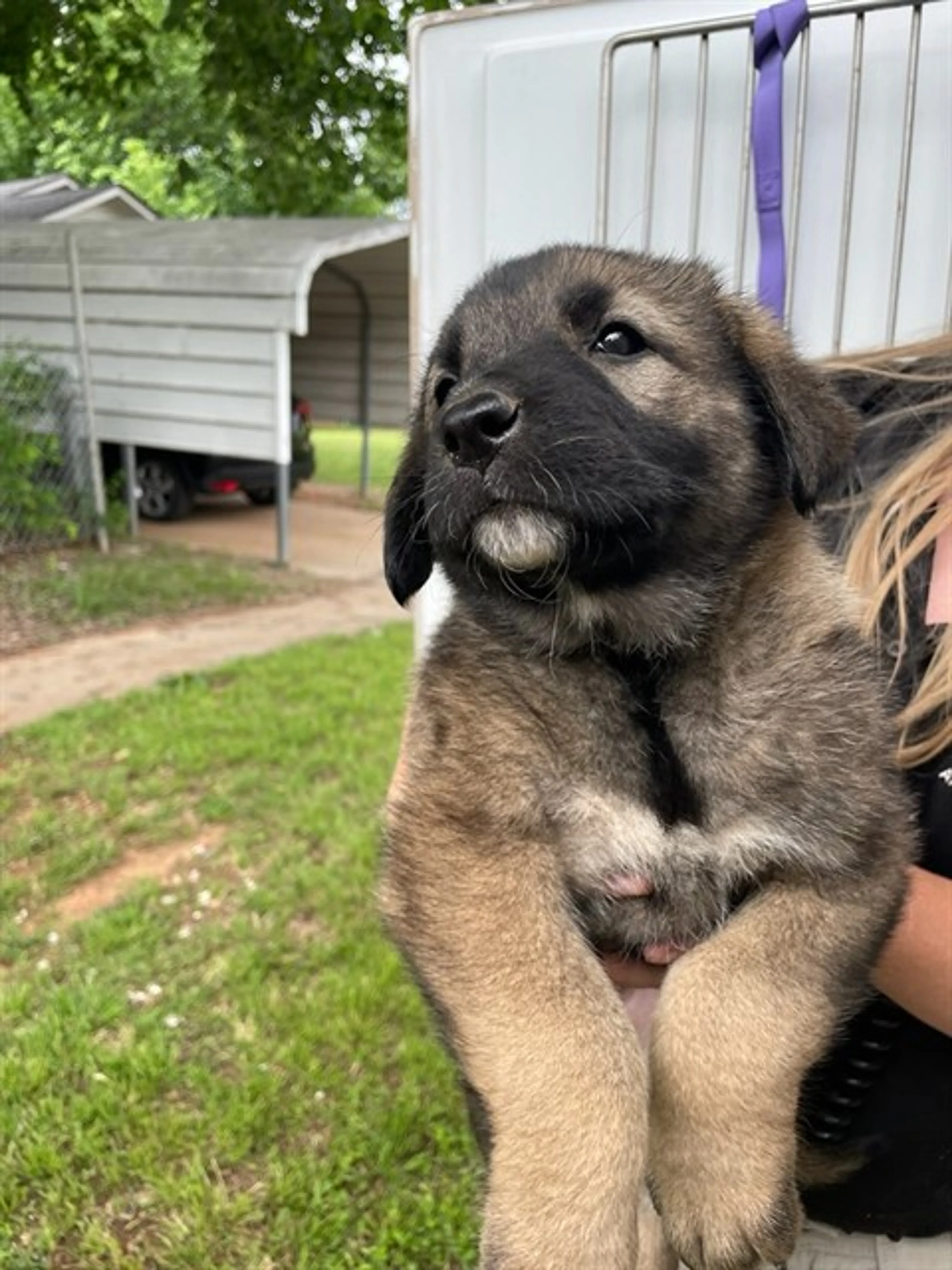 Found pet