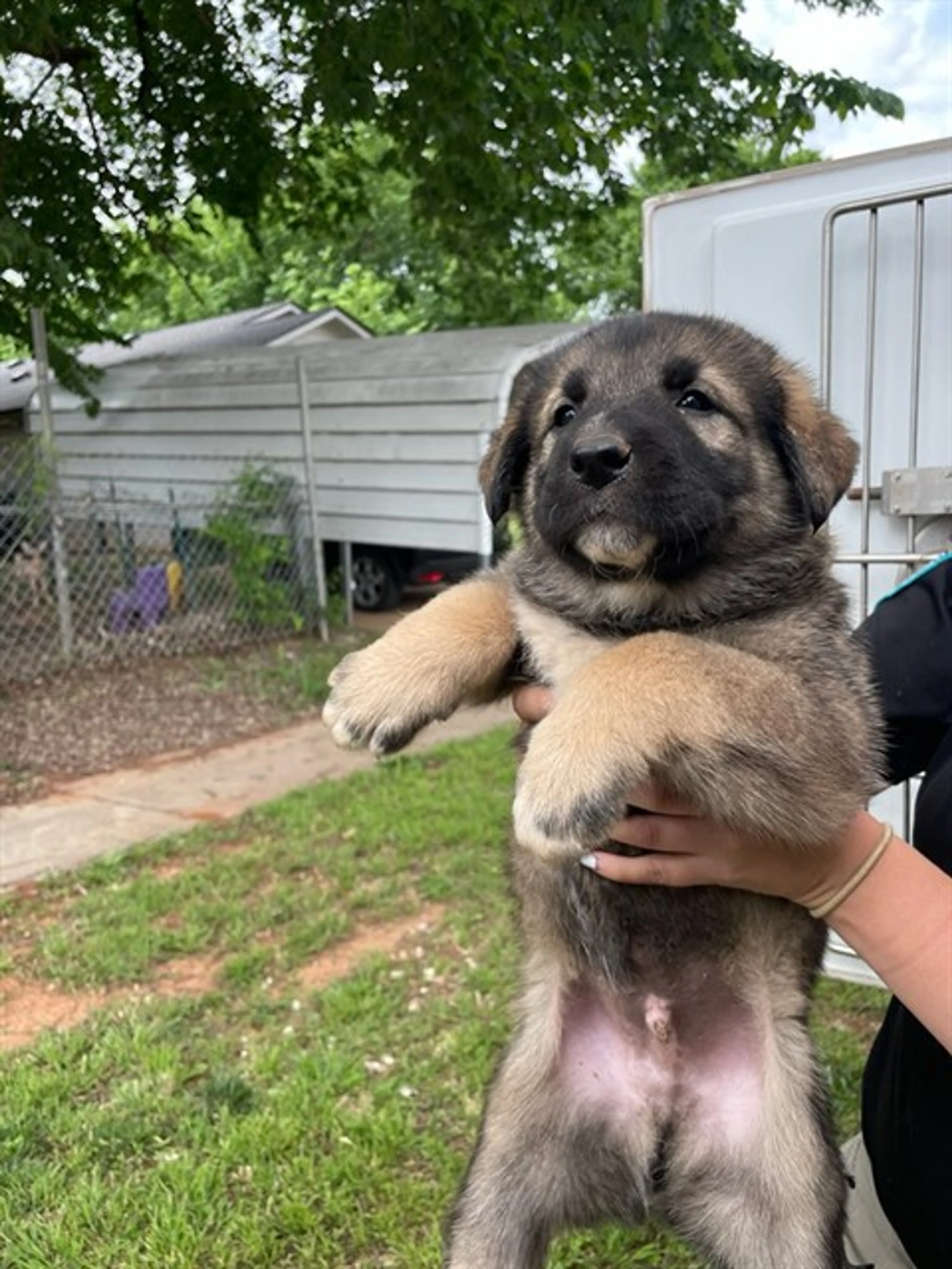 Found pet