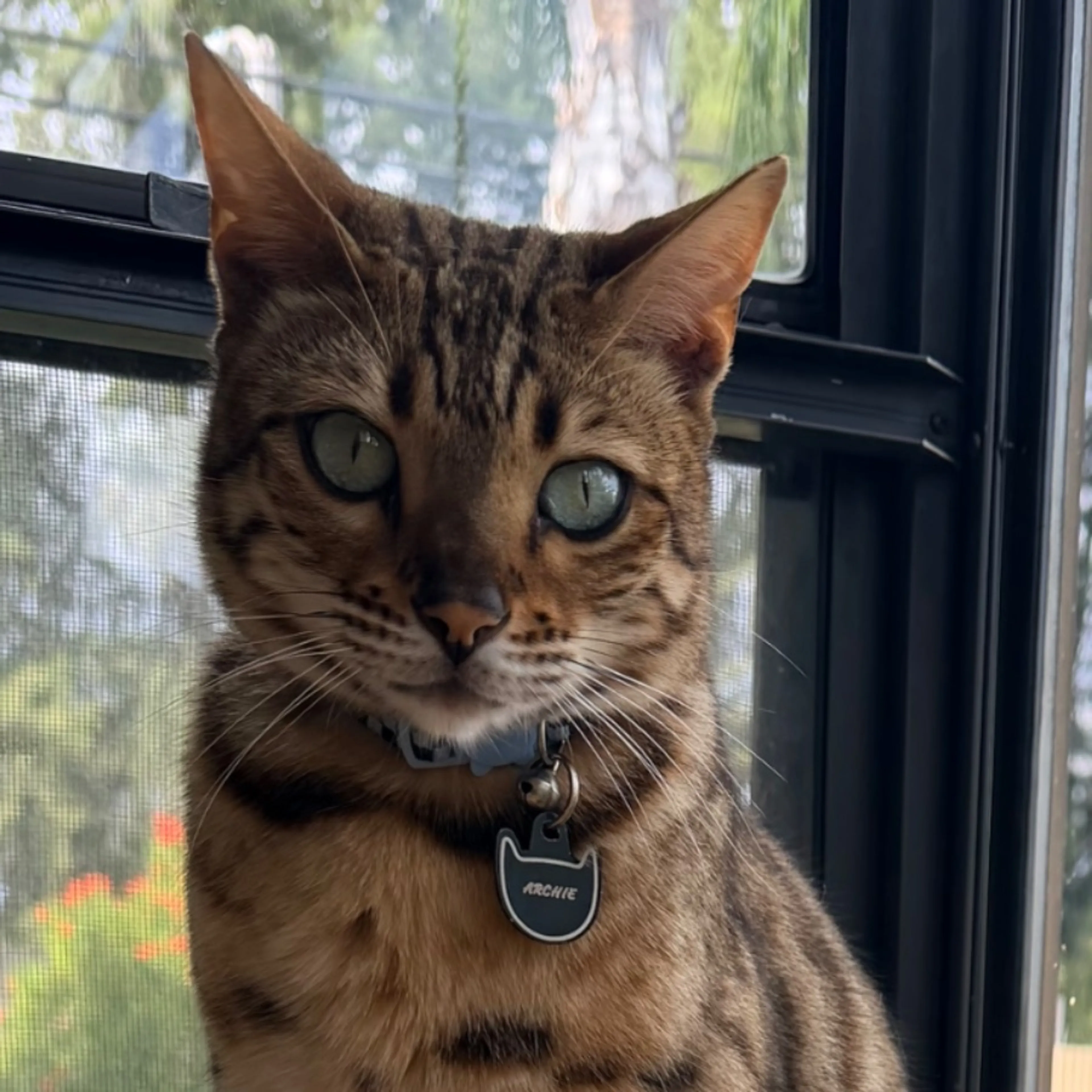 Lost pet
