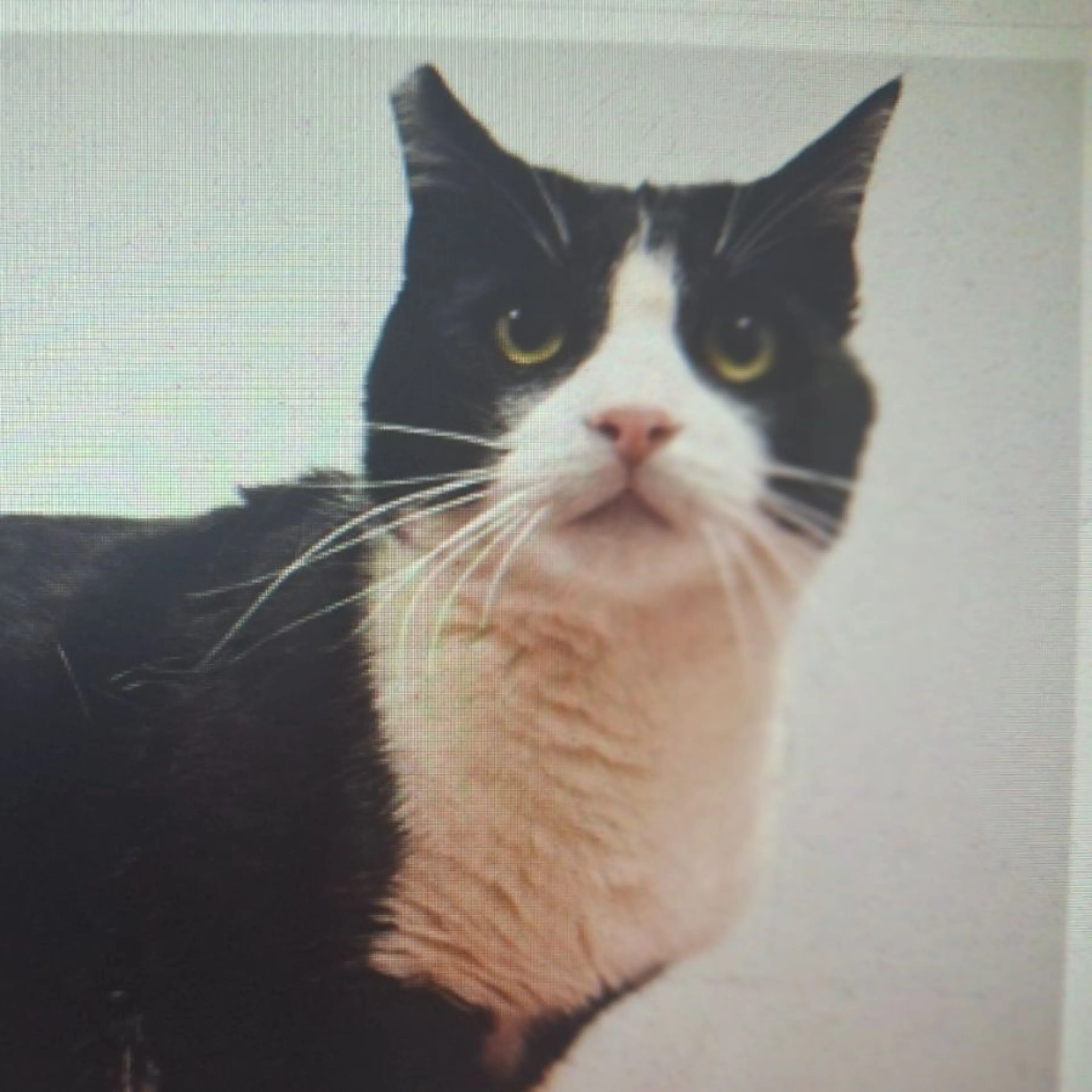 Lost pet-0