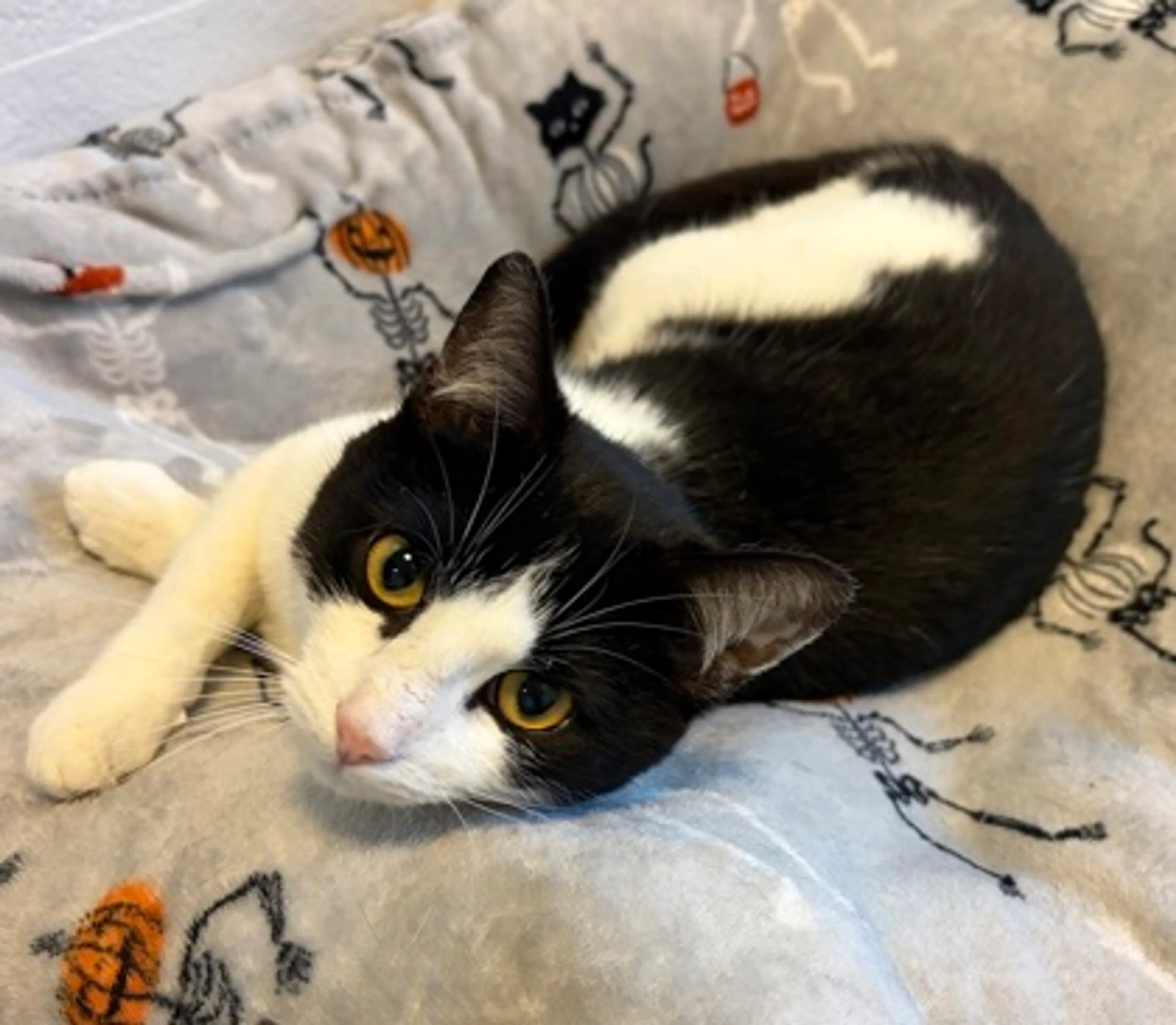 Found pet