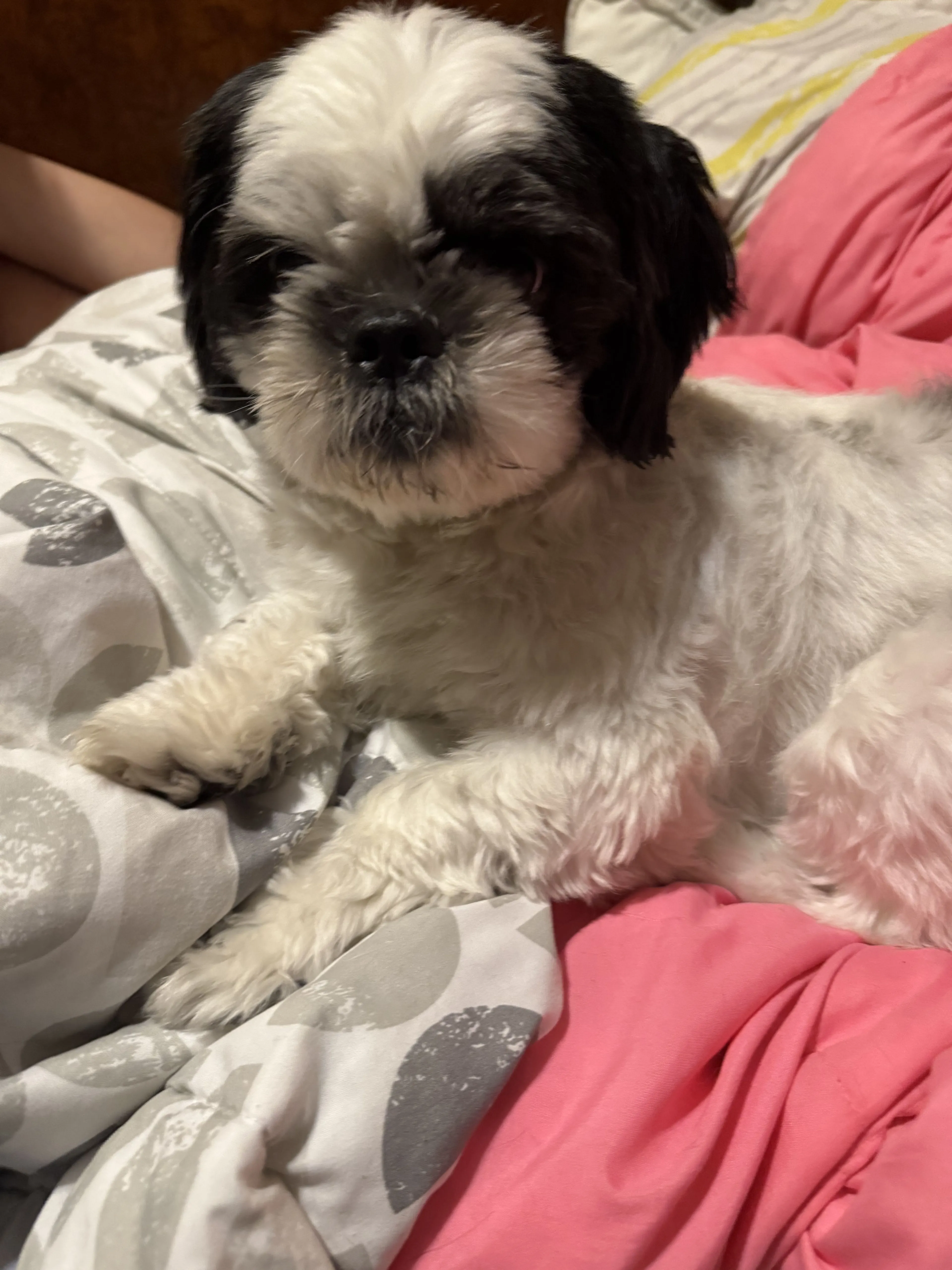Lost pet