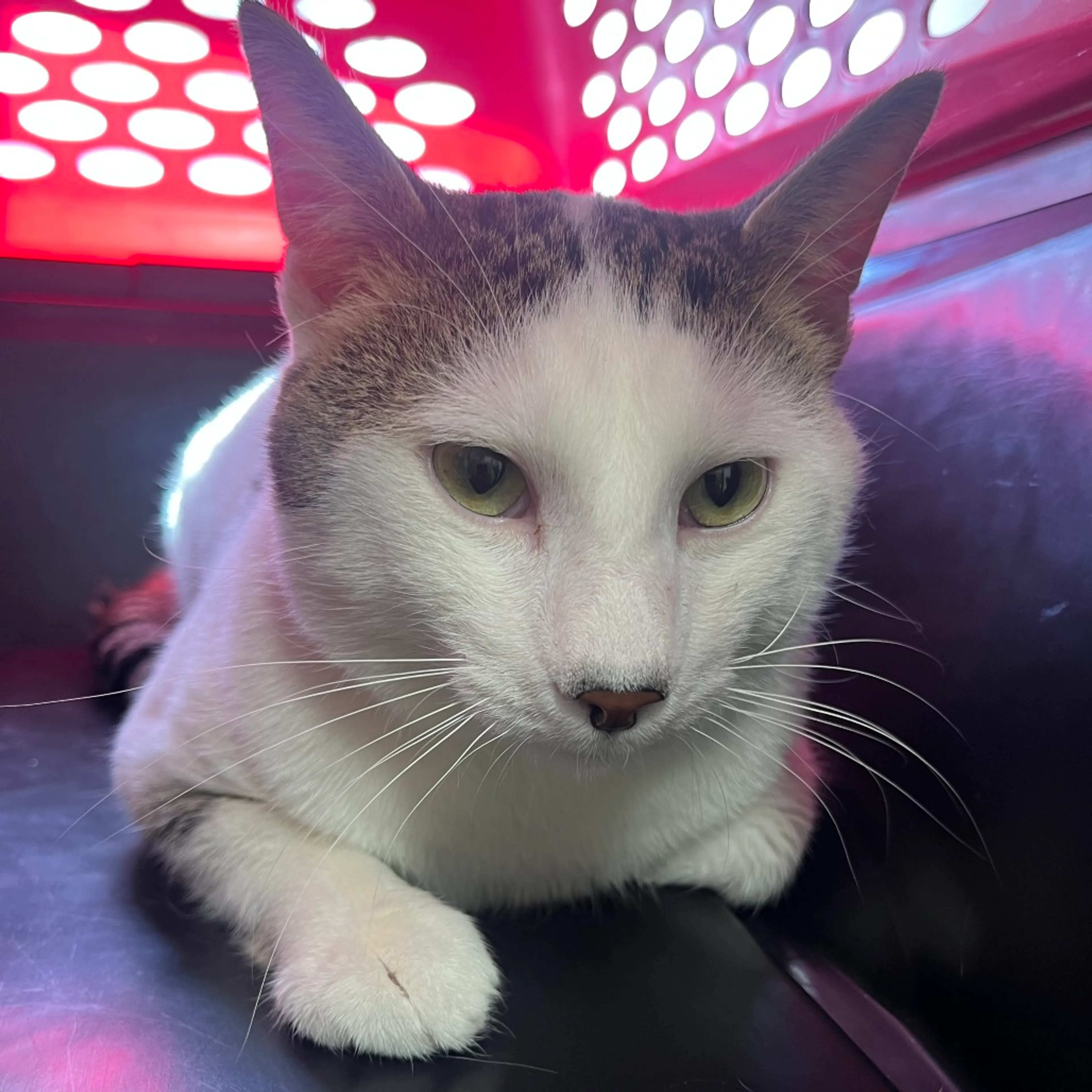 Found pet