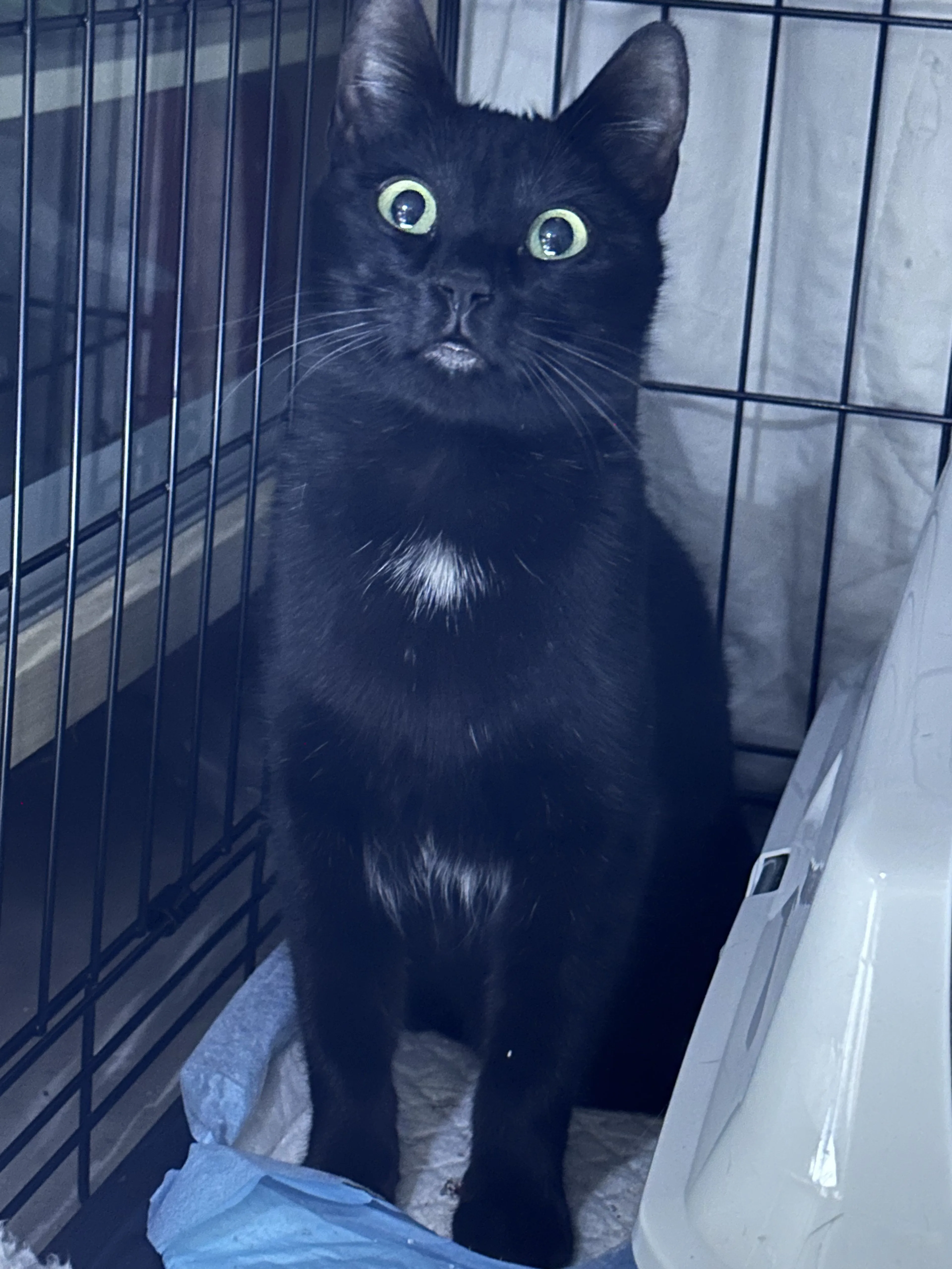 Lost pet