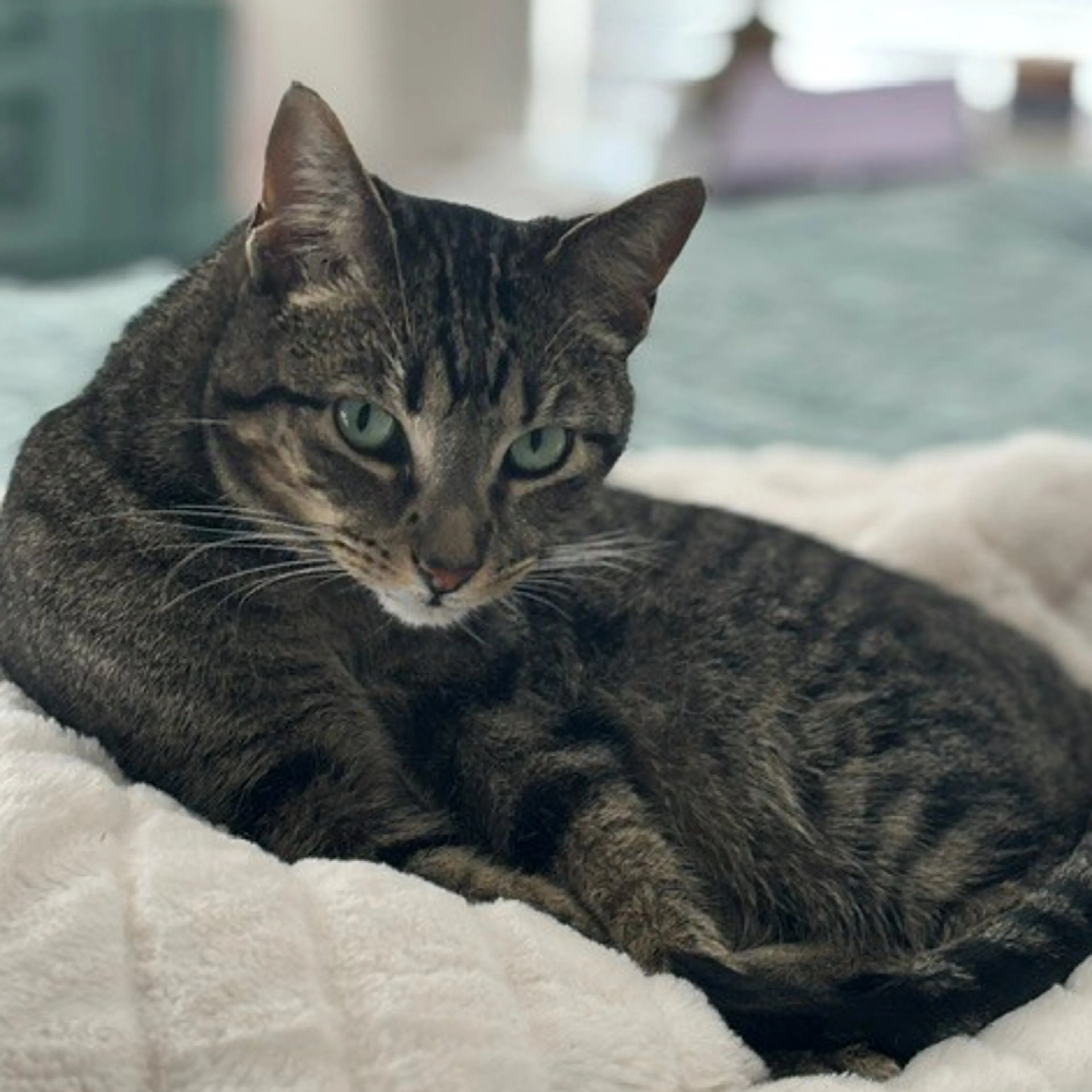 Lost pet-1