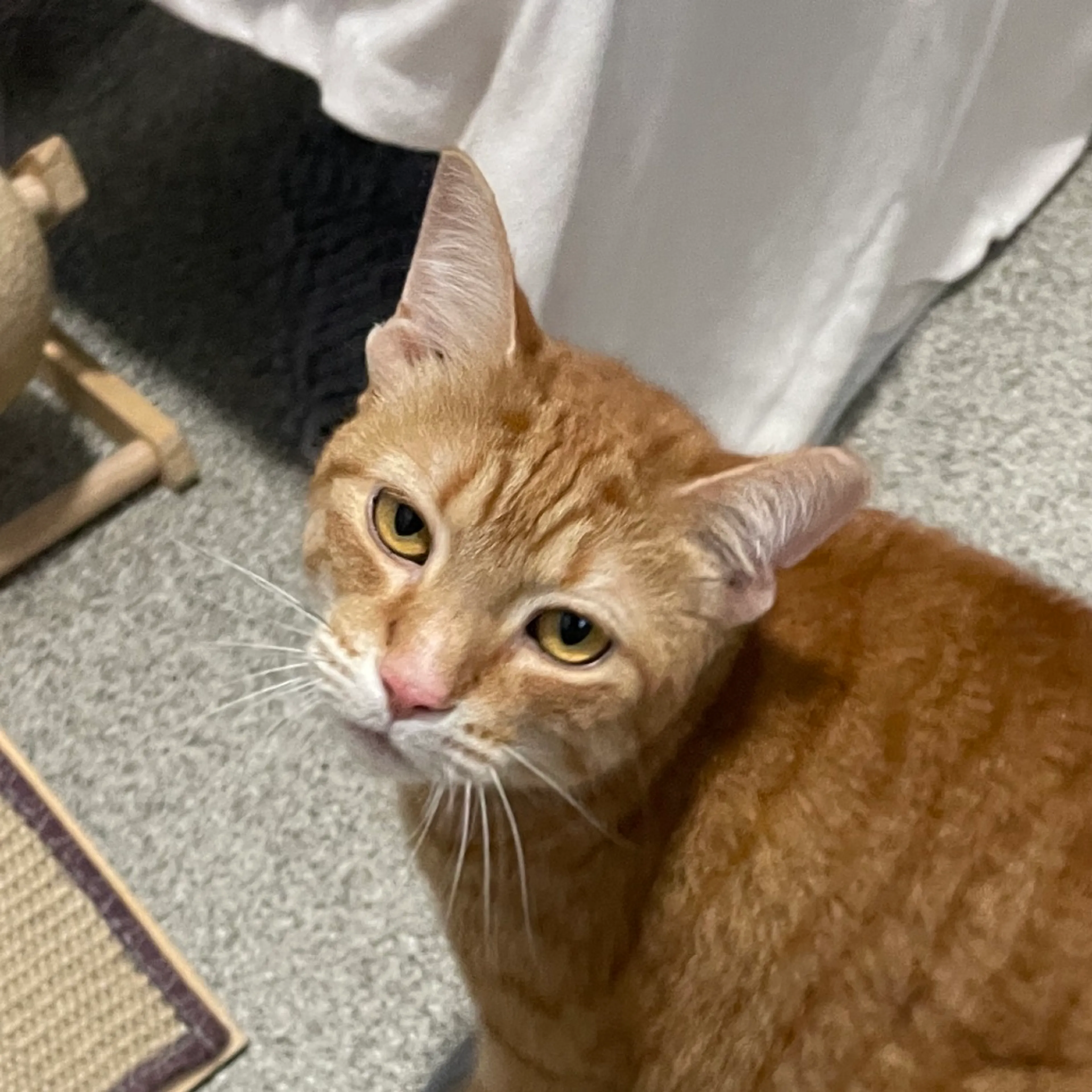 Found pet-0