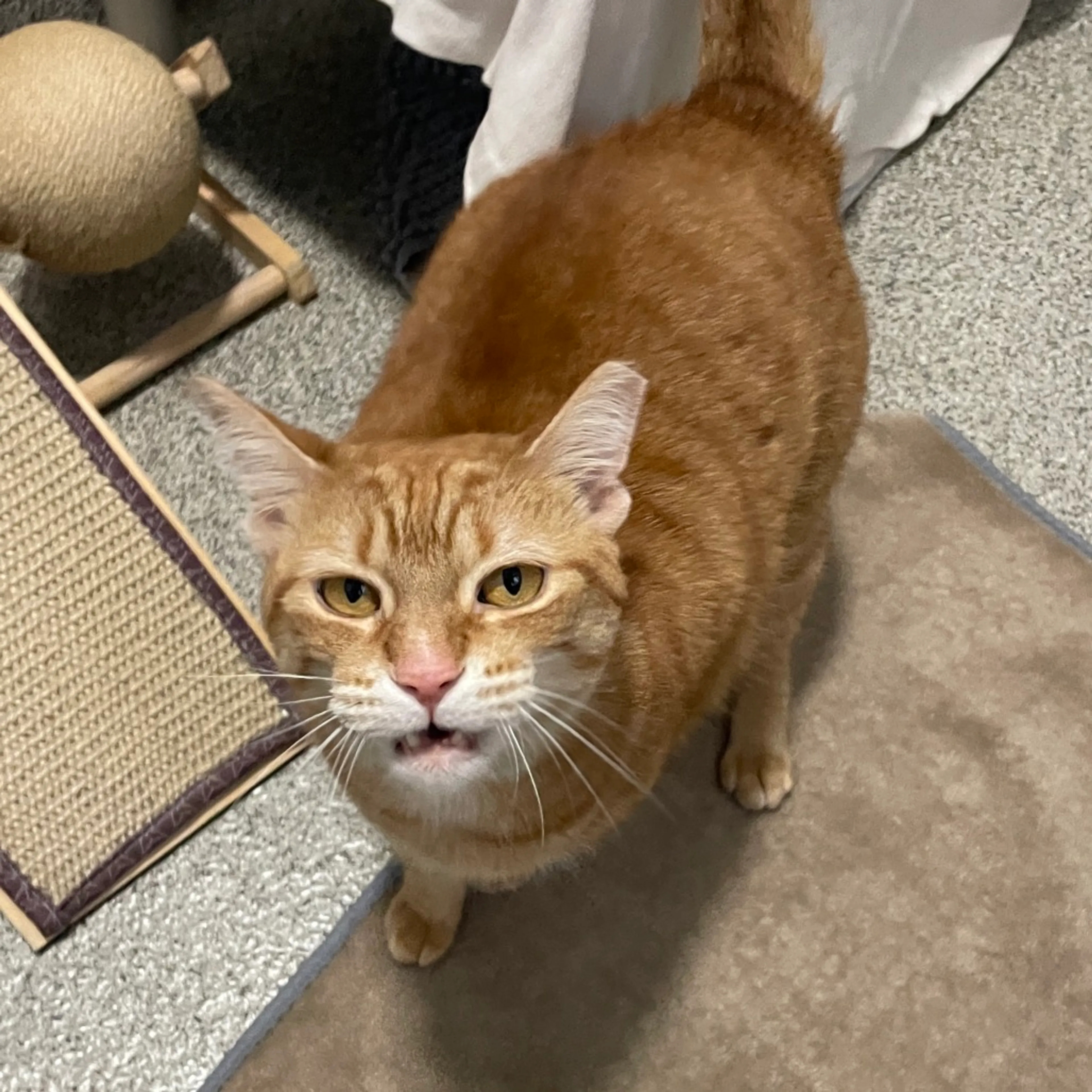 Found pet-1