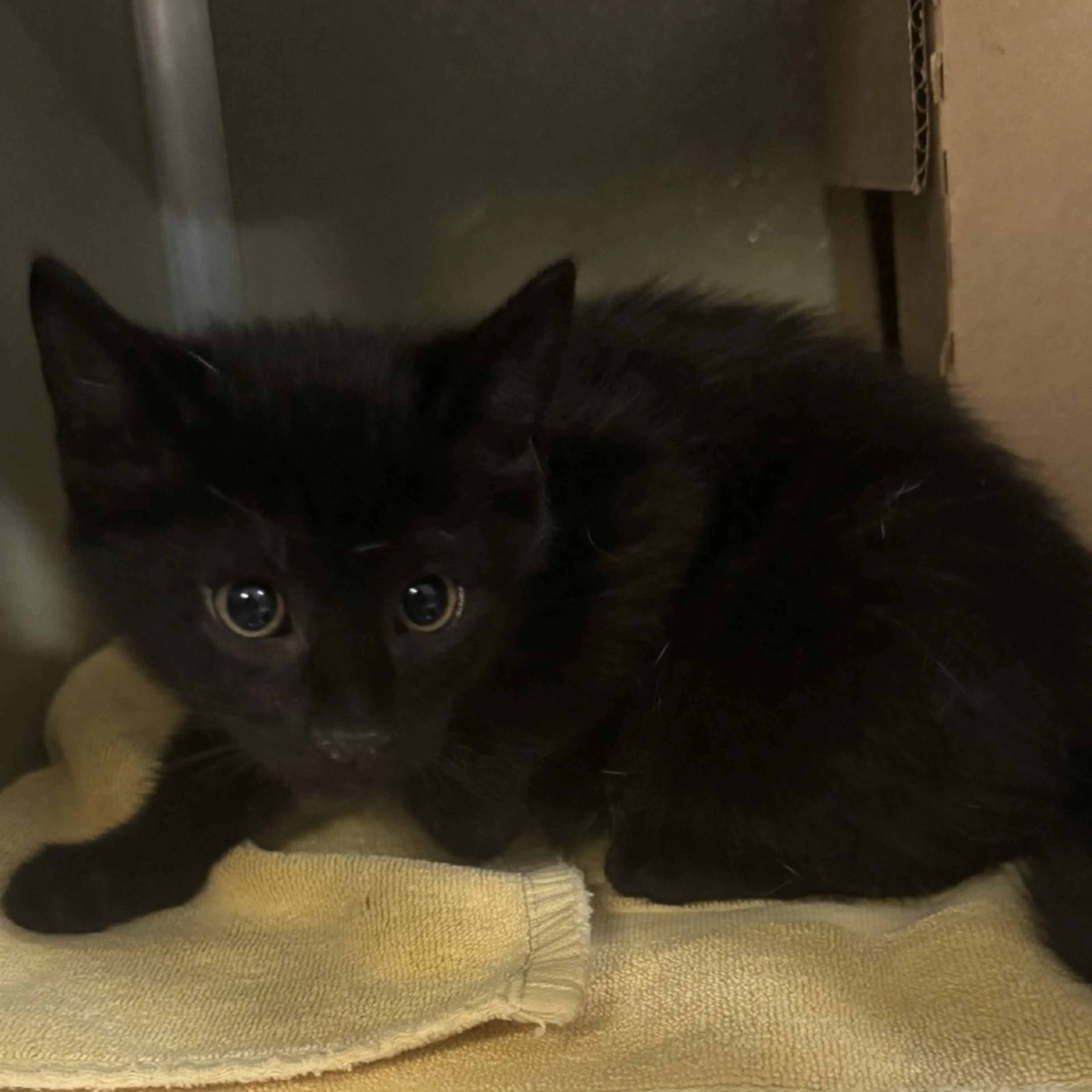 Found pet-1