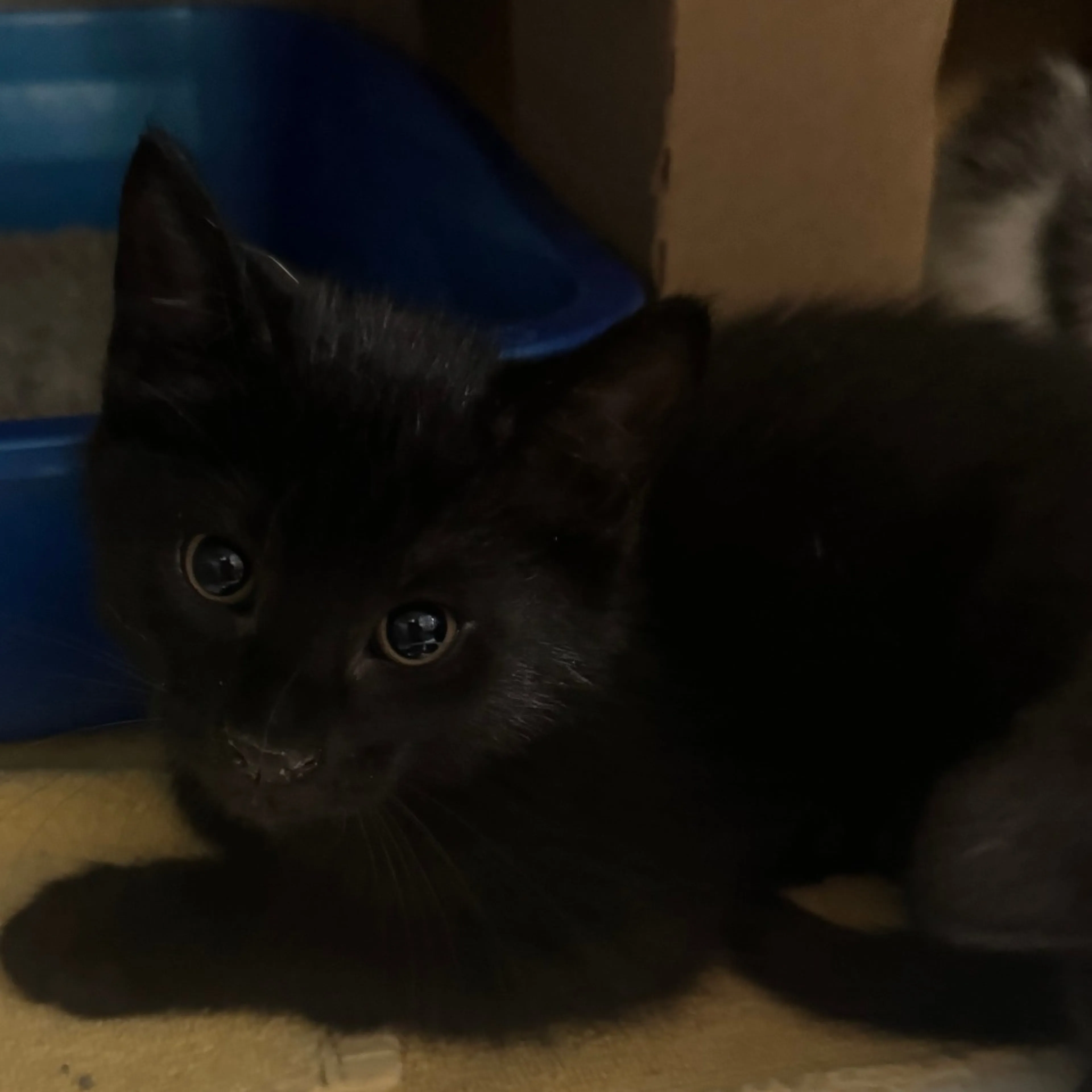 Found pet-1