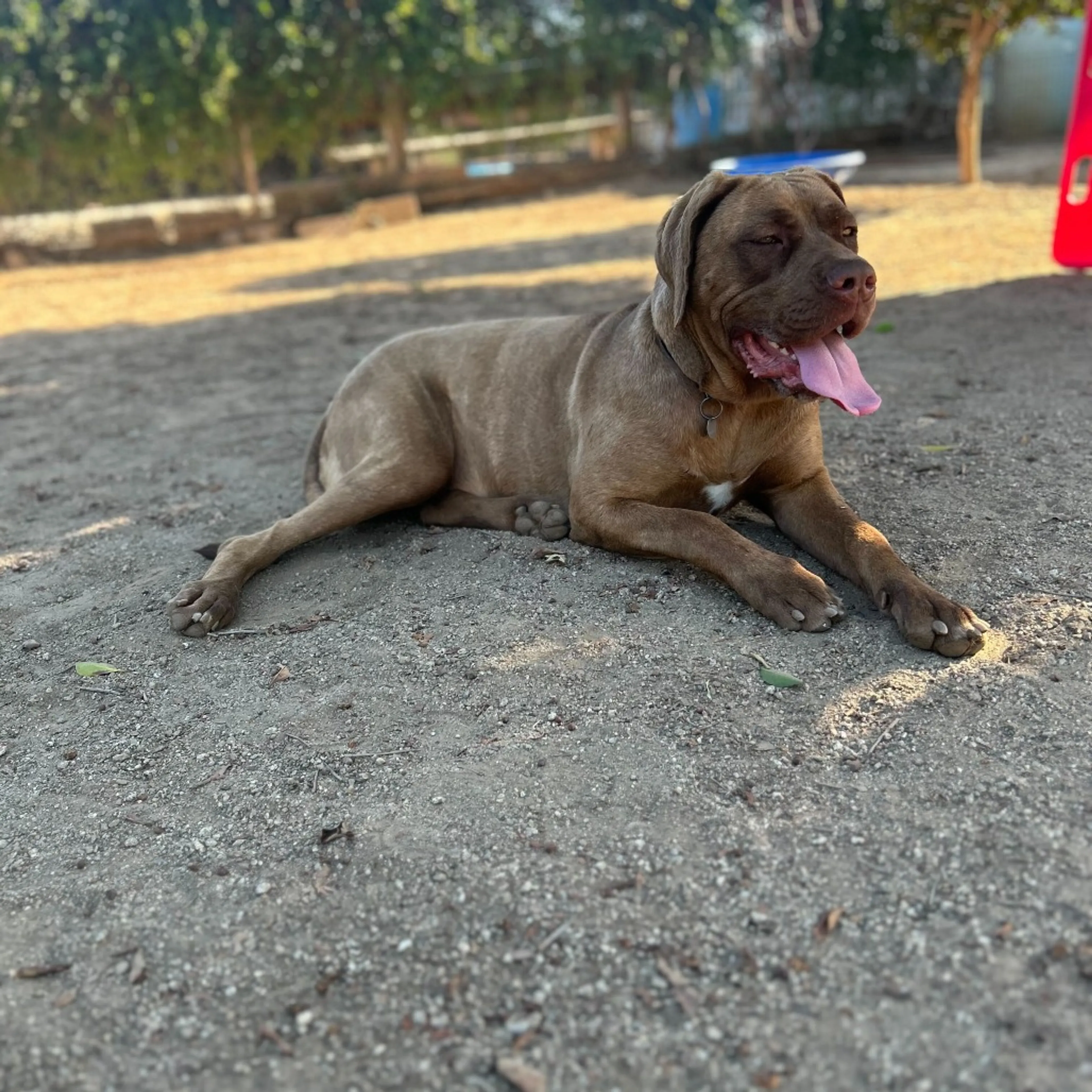 Found pet-5