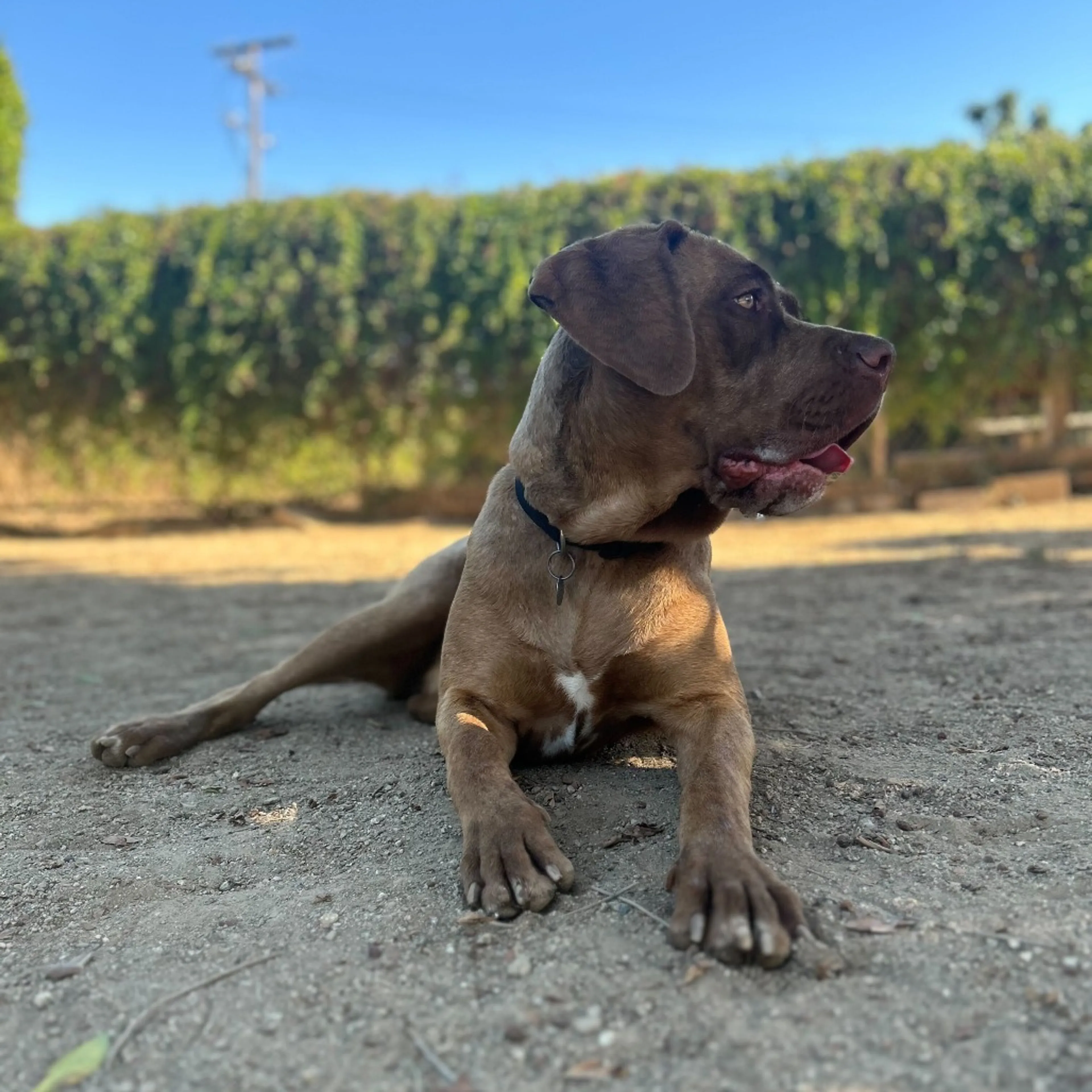 Found pet-2