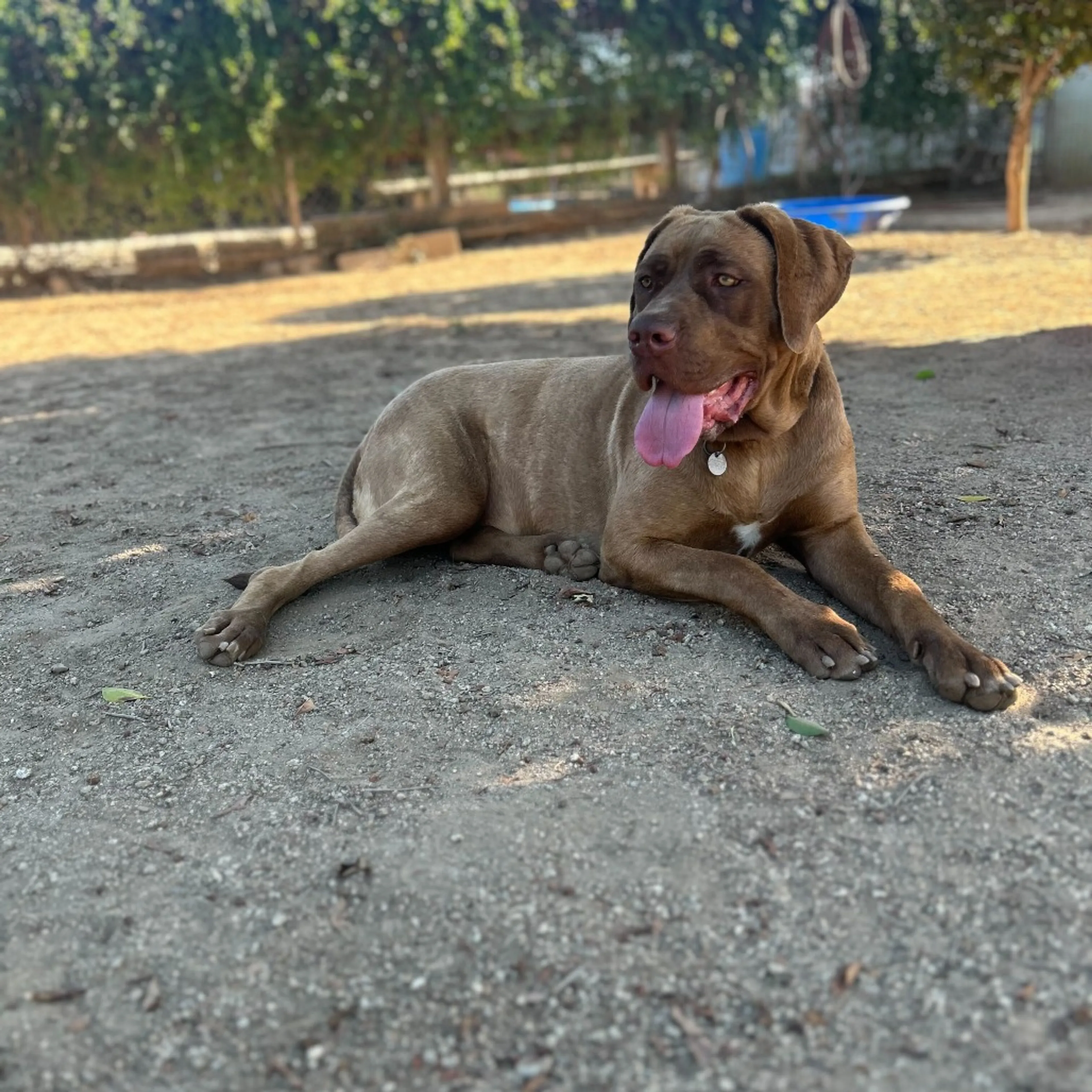 Found pet-4