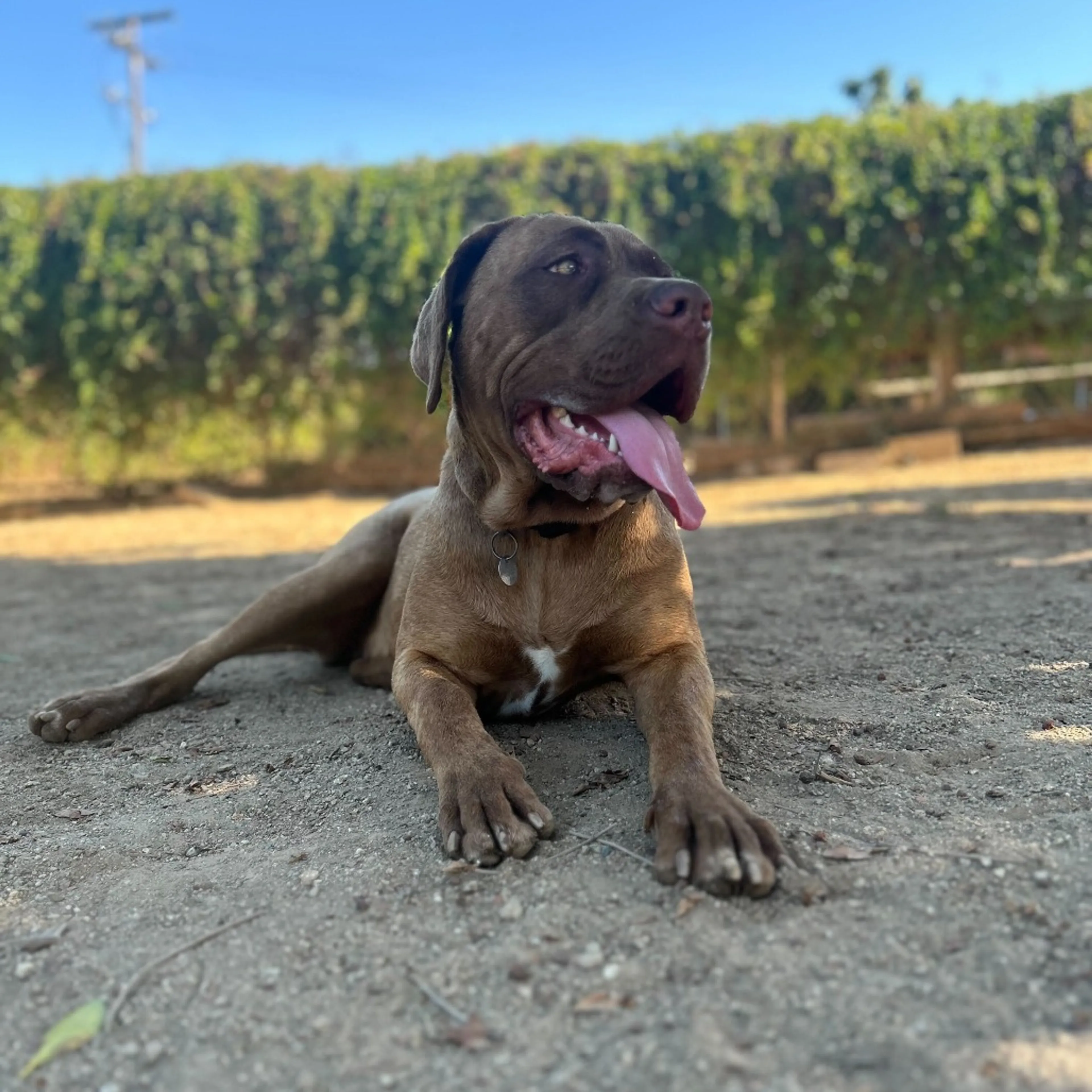 Found pet-1