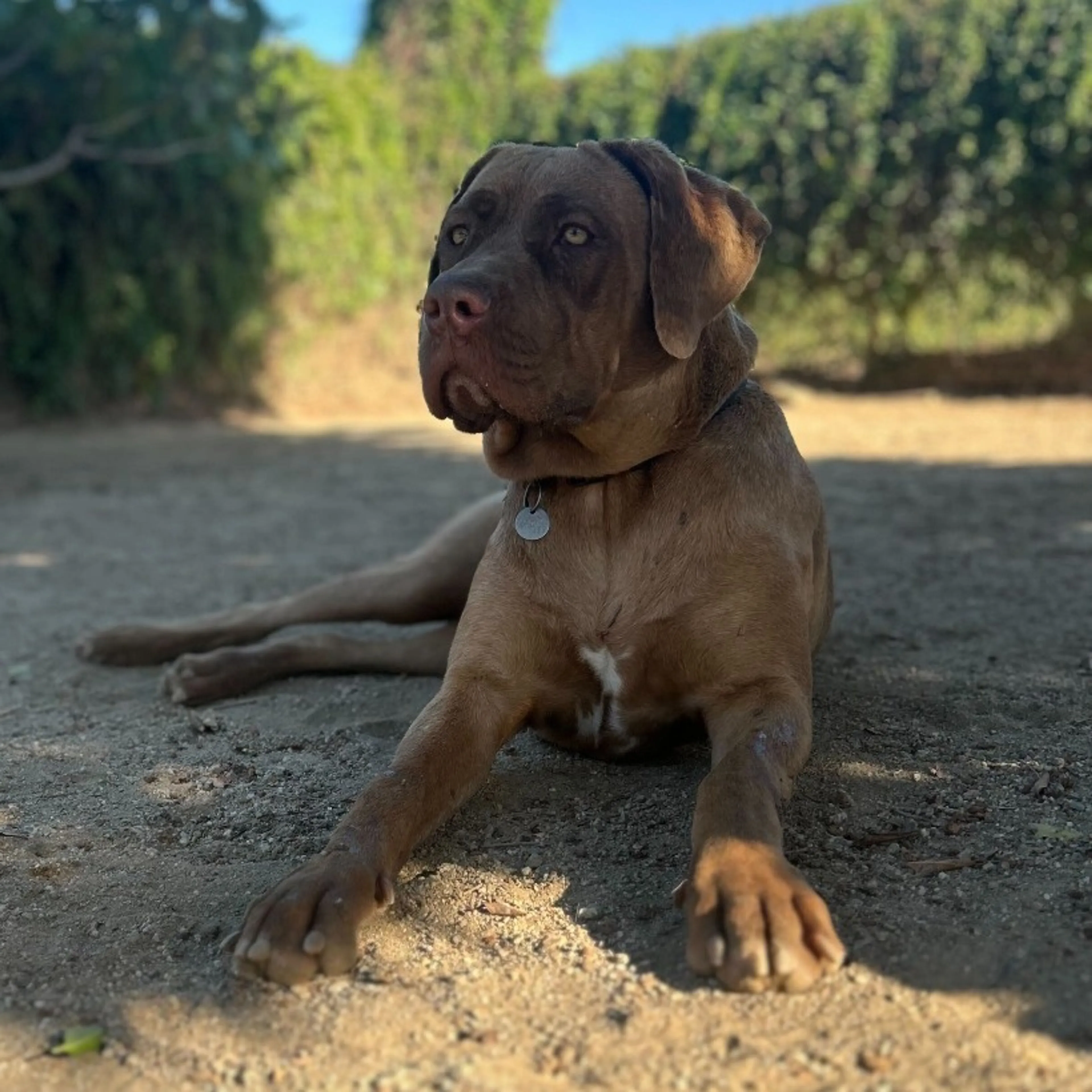 Found pet-3