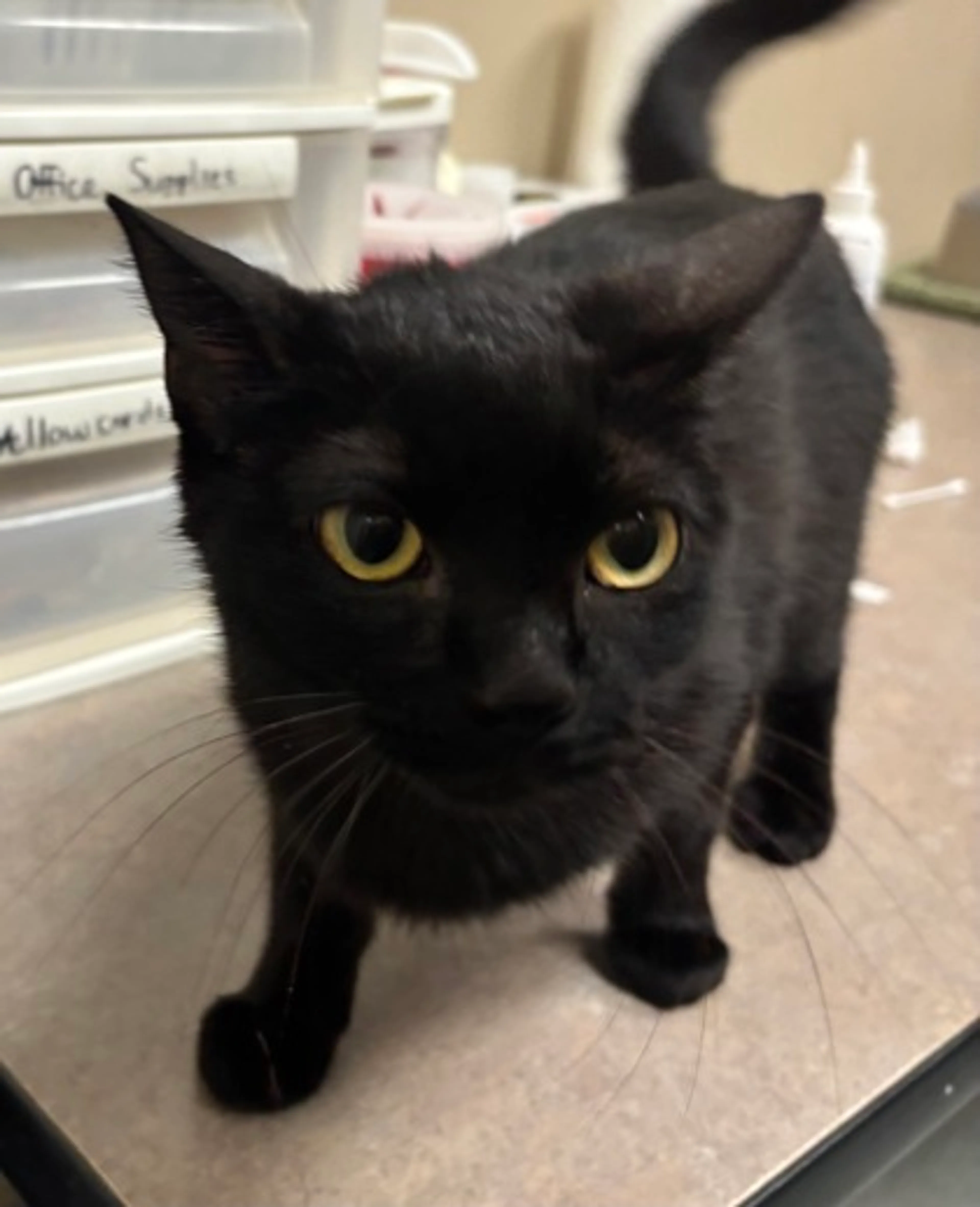 Found pet
