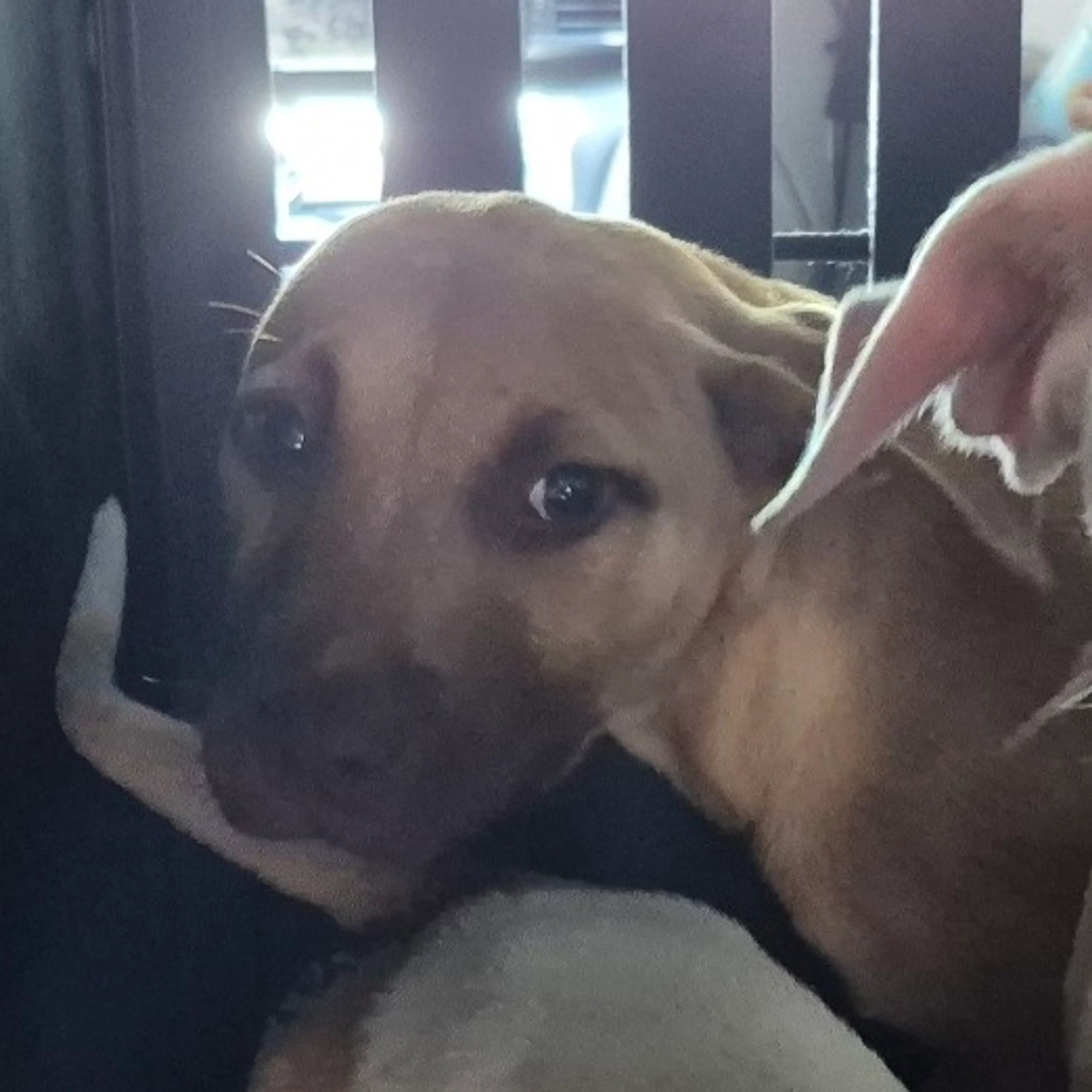 Found pet-1