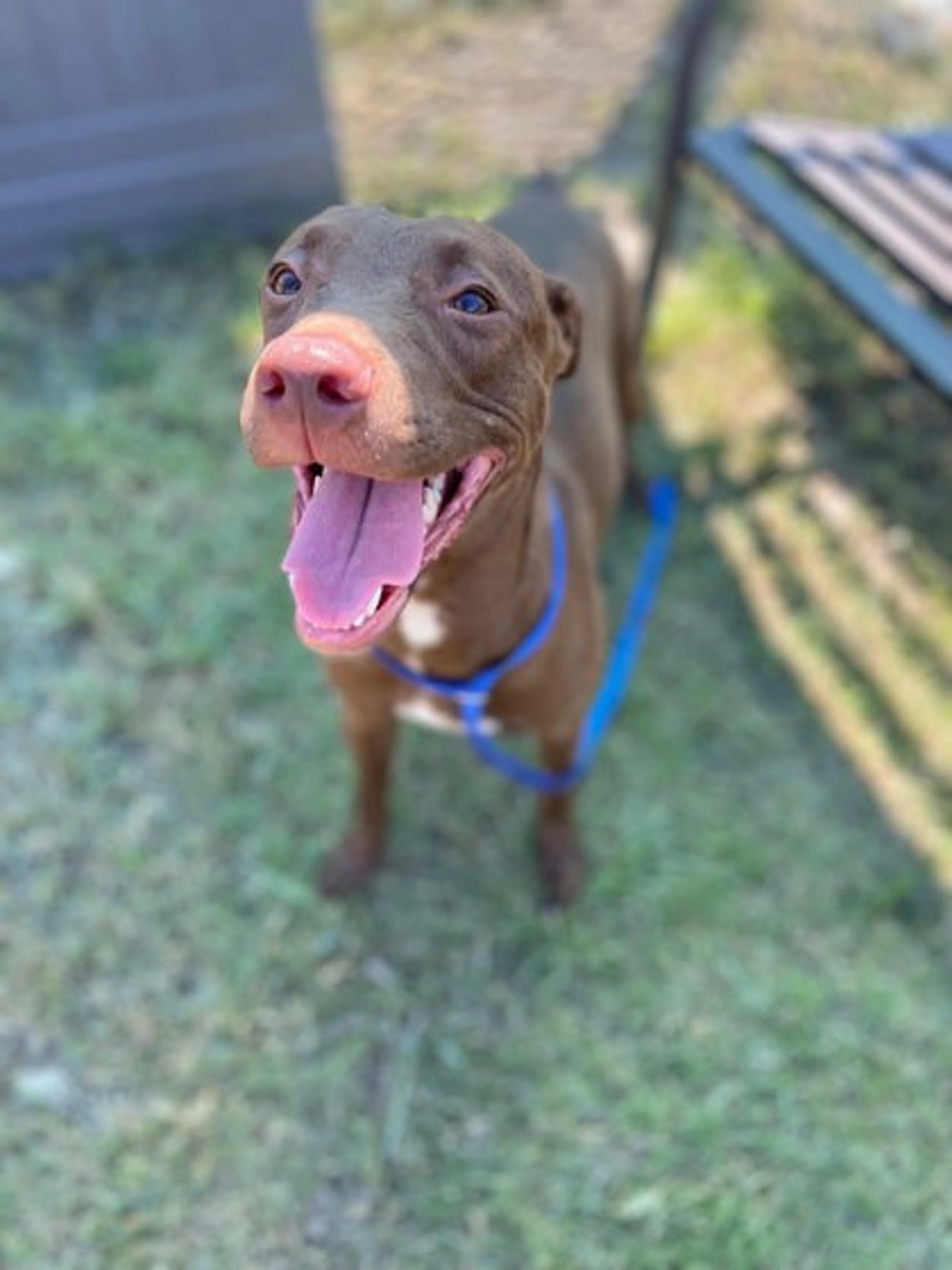 Found pet-1