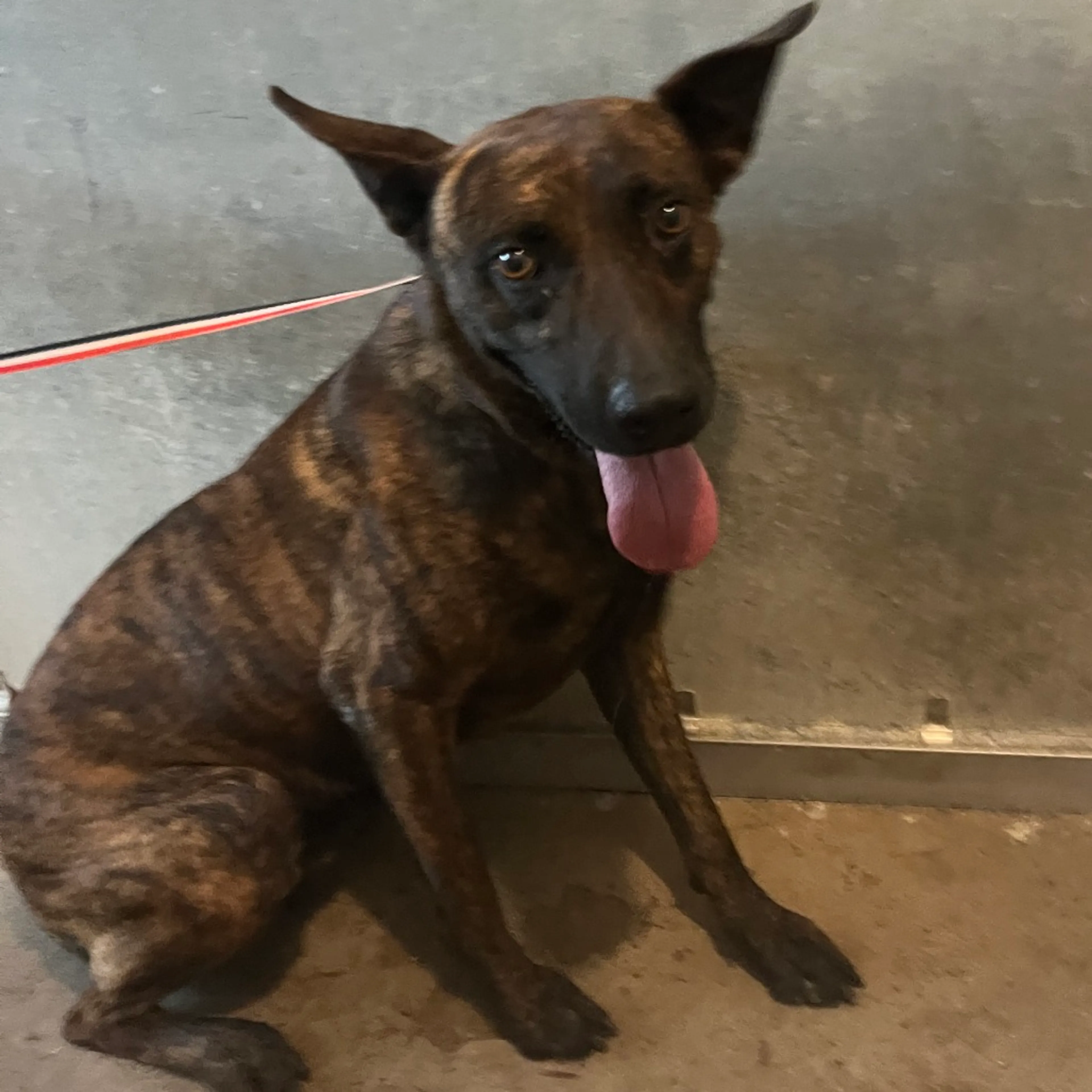 Found pet-1