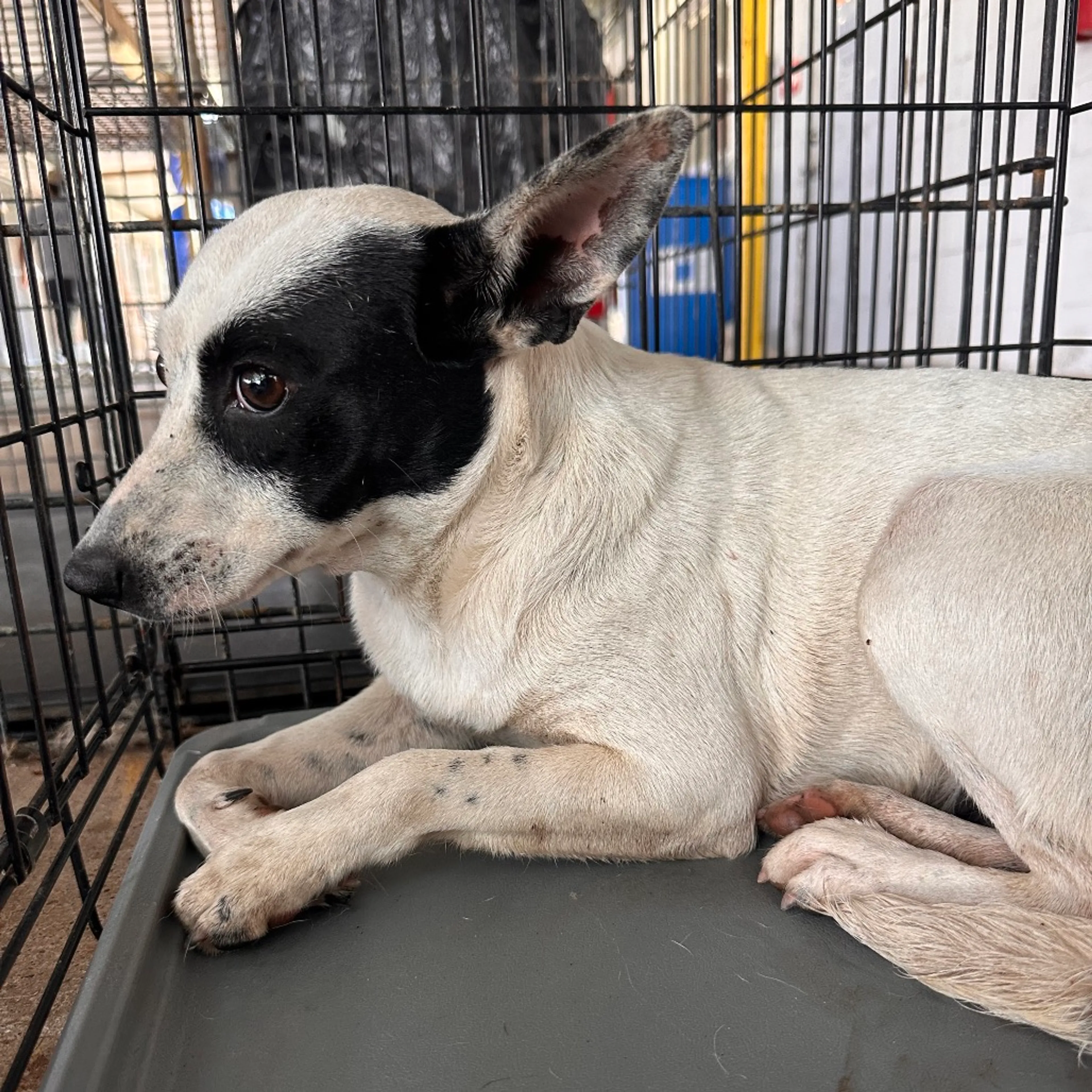 Found pet