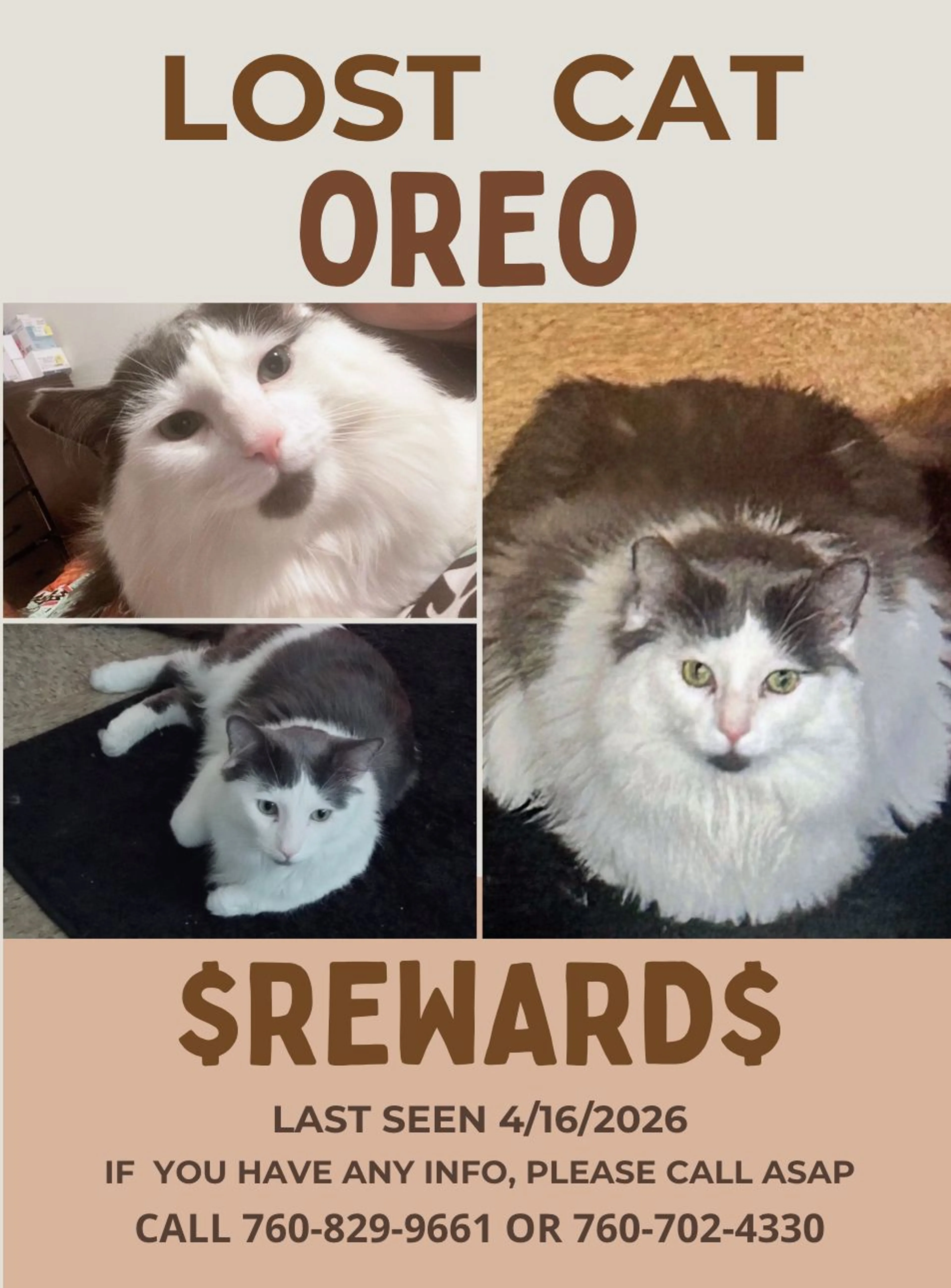 Lost pet