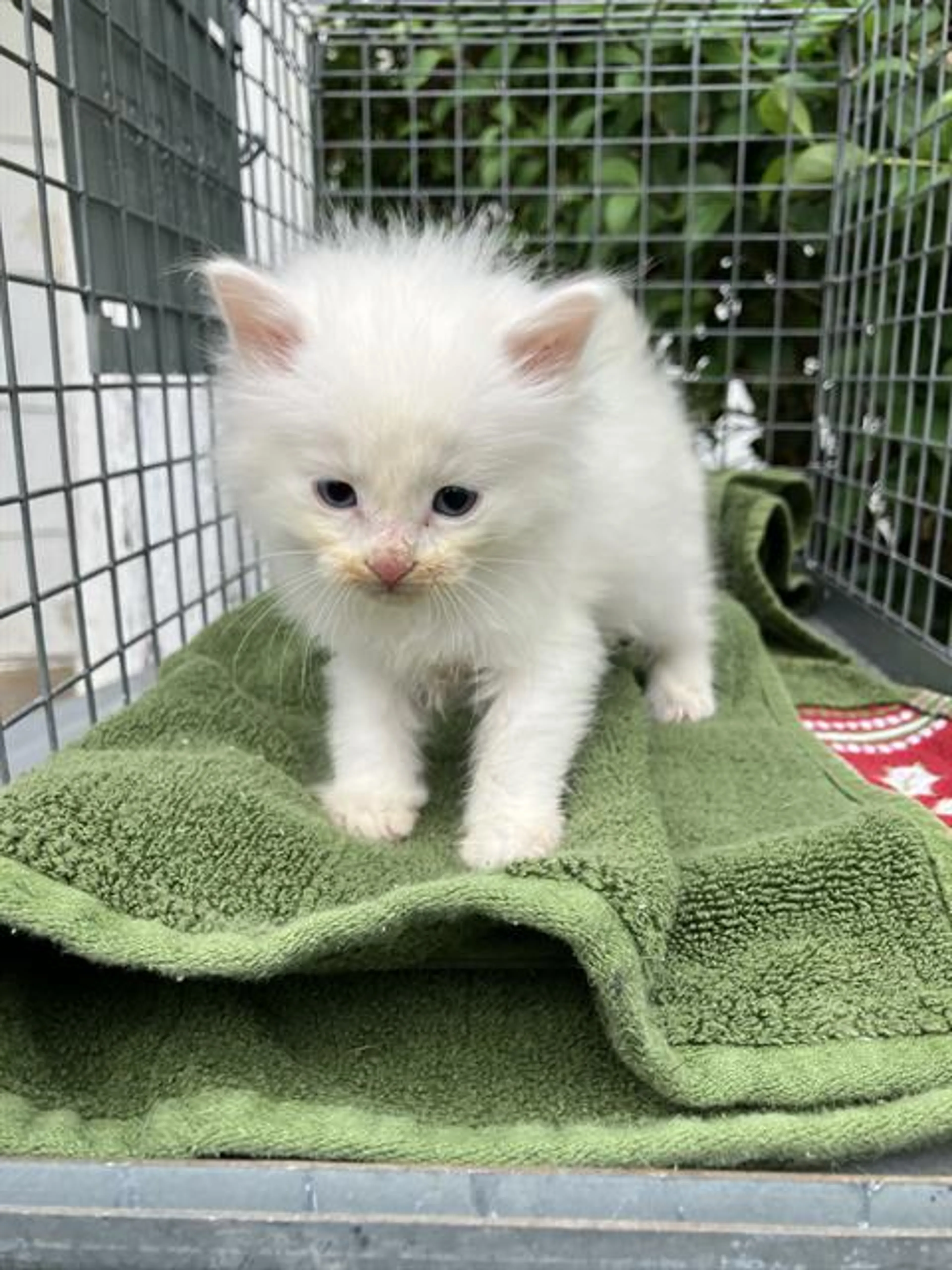 Found pet