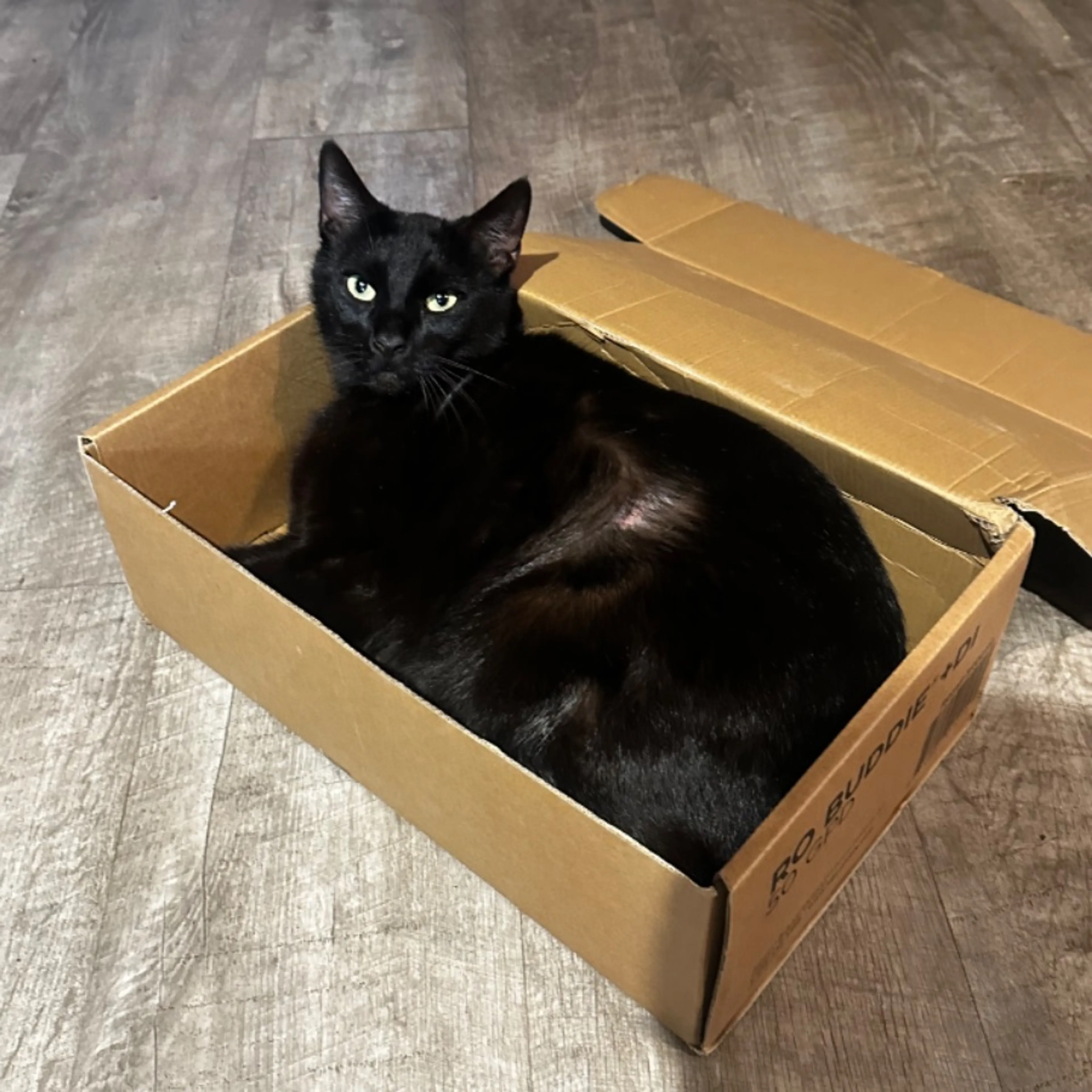 Lost pet