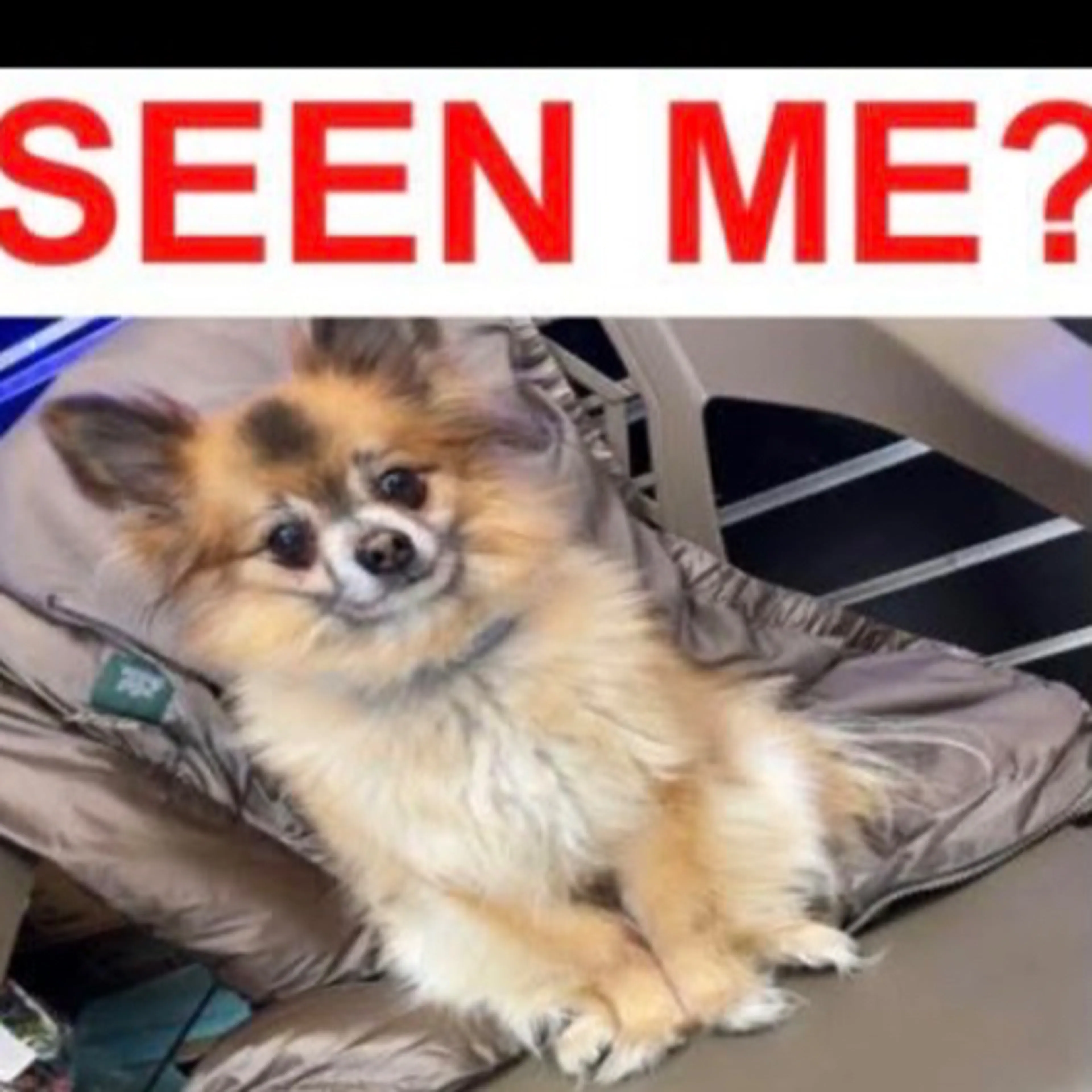 Lost pet-1