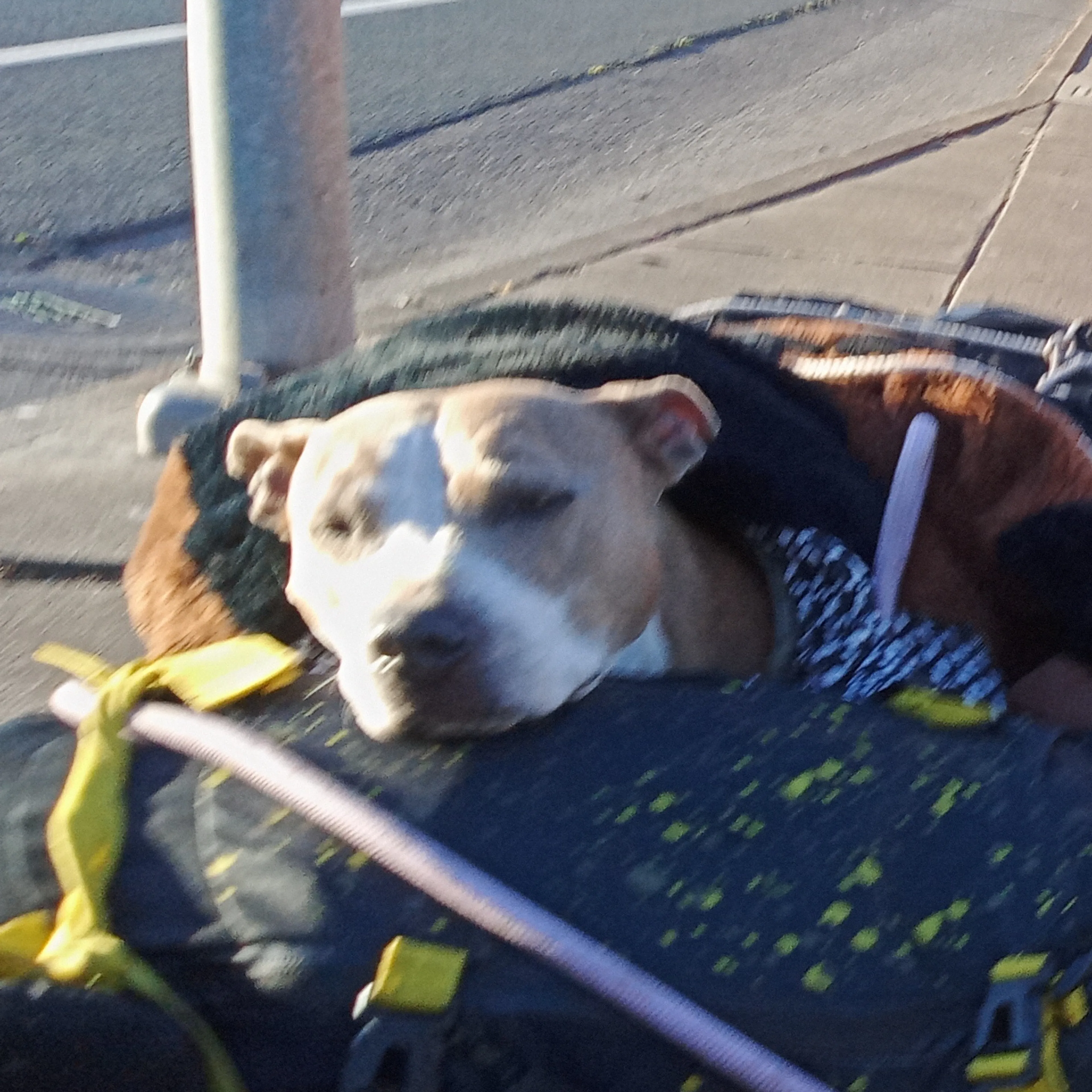 Lost pet-1