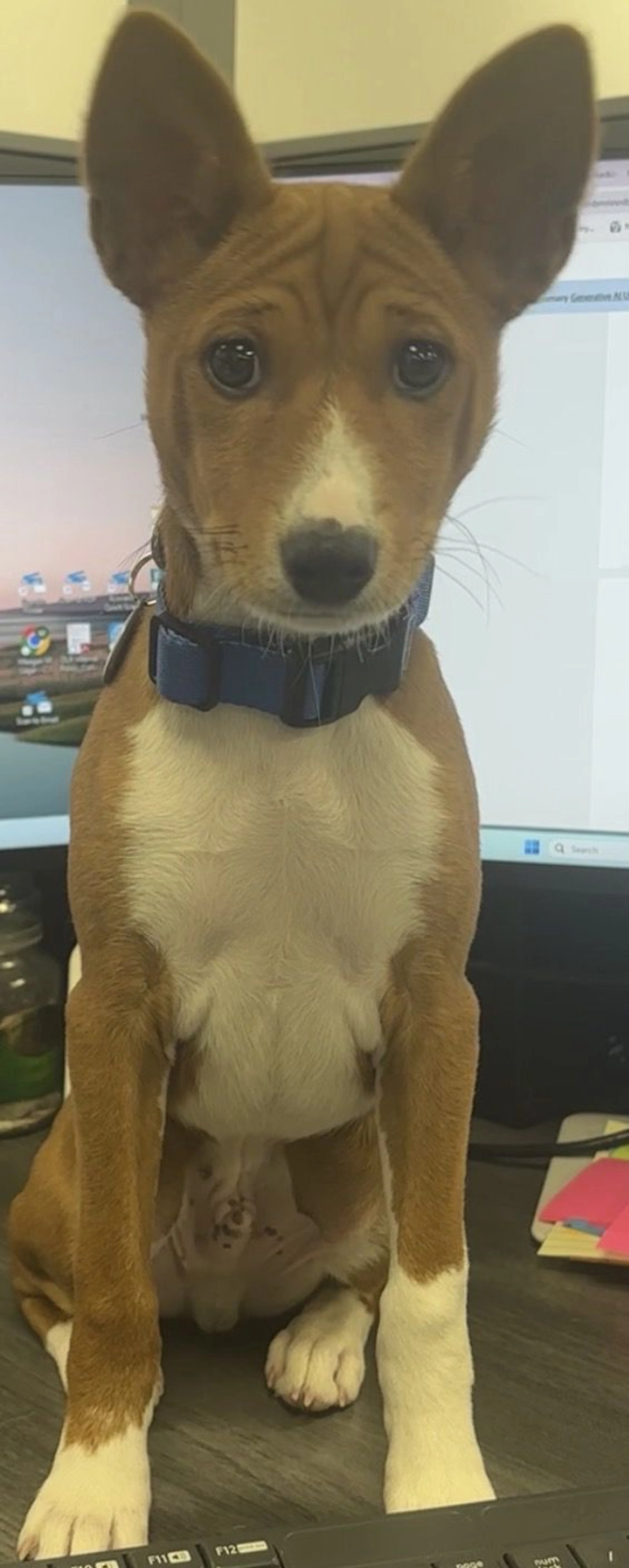 Lost pet