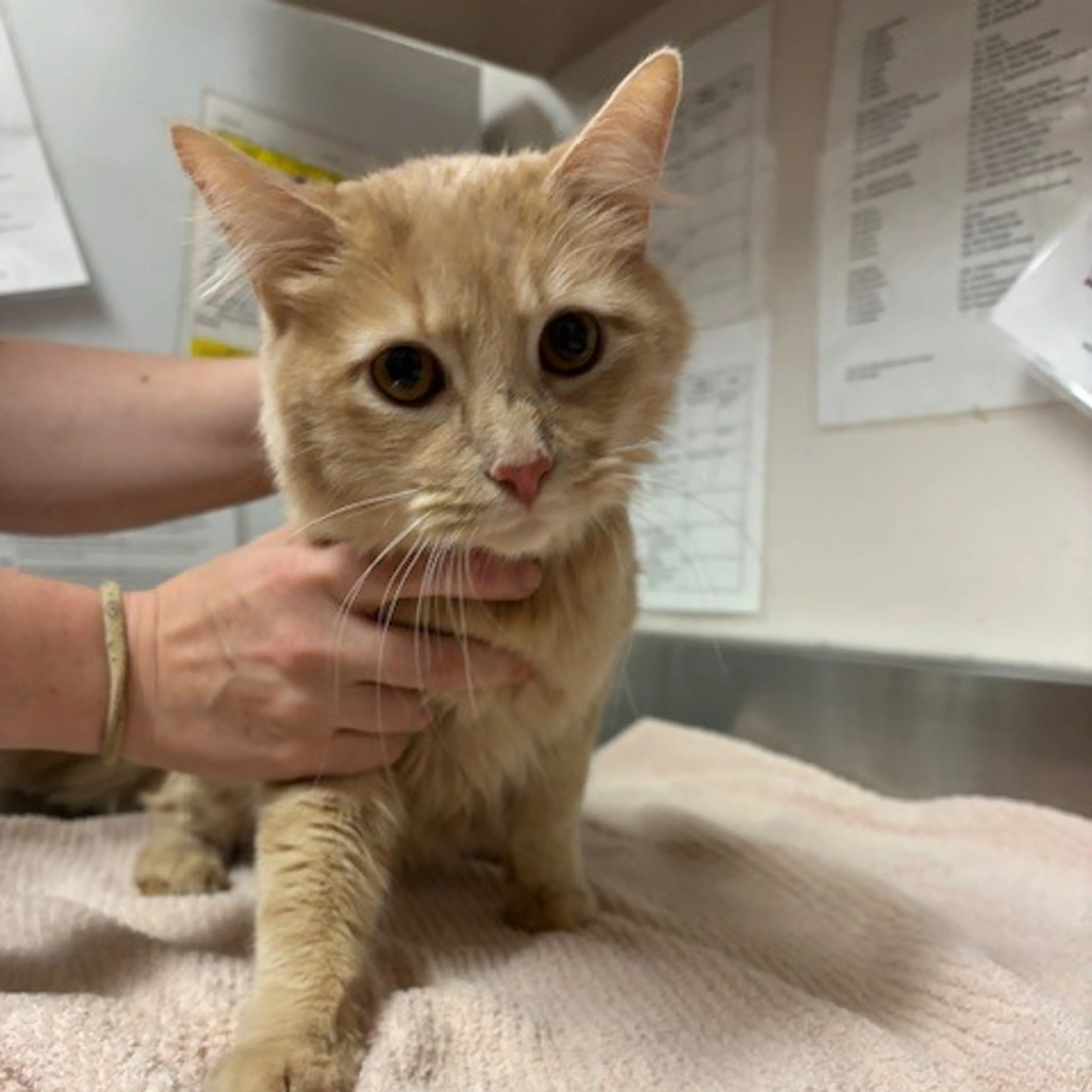 Found pet